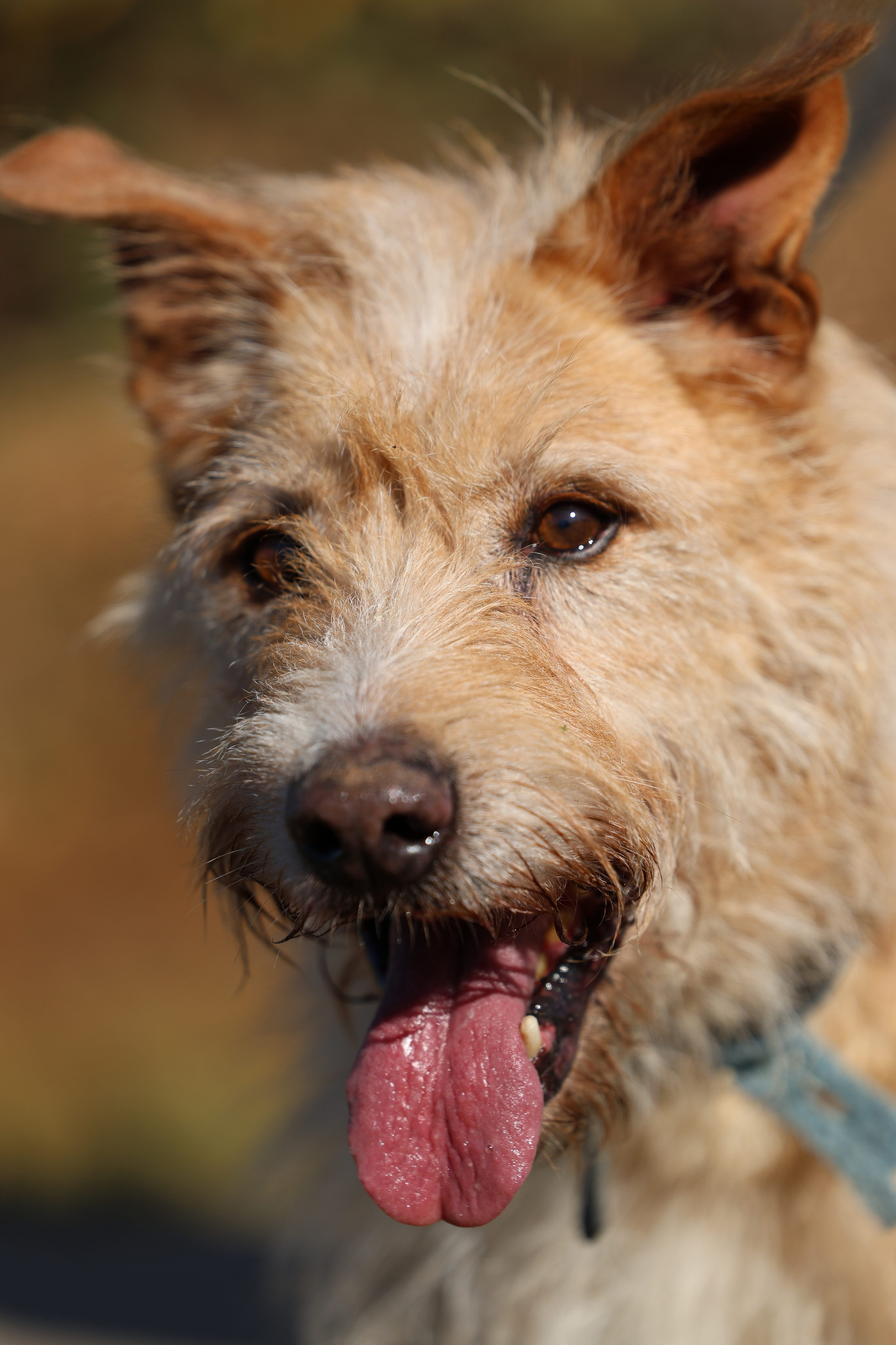Приют. Виктория Михайловская. Фотограф-анималист. Москва