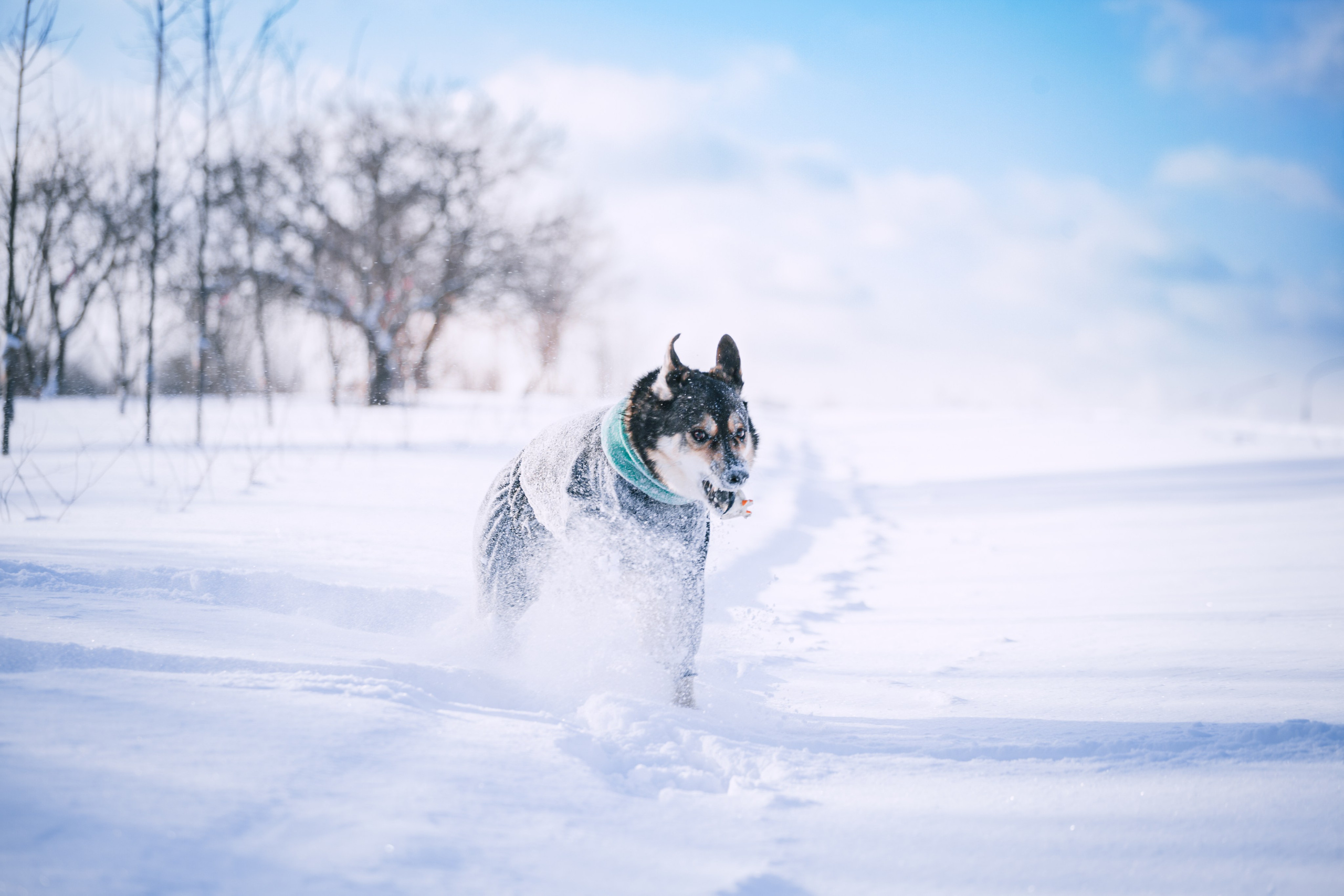 Зимняя экспресс съемка Дюка. Фотограф-анималист Татьяна Степанова