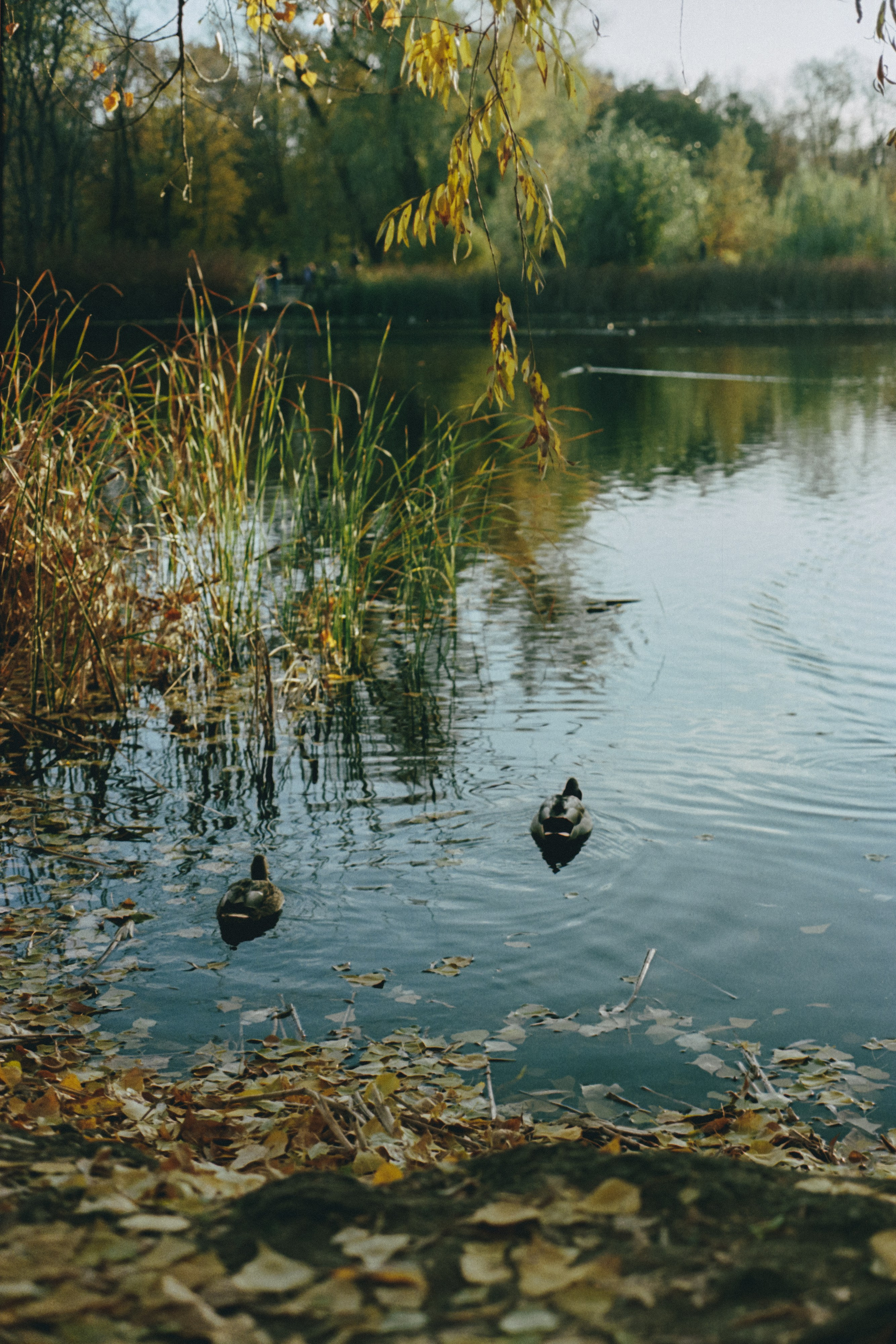 Пленочная история. Дмитрий Пропадалин, Нейрофотография