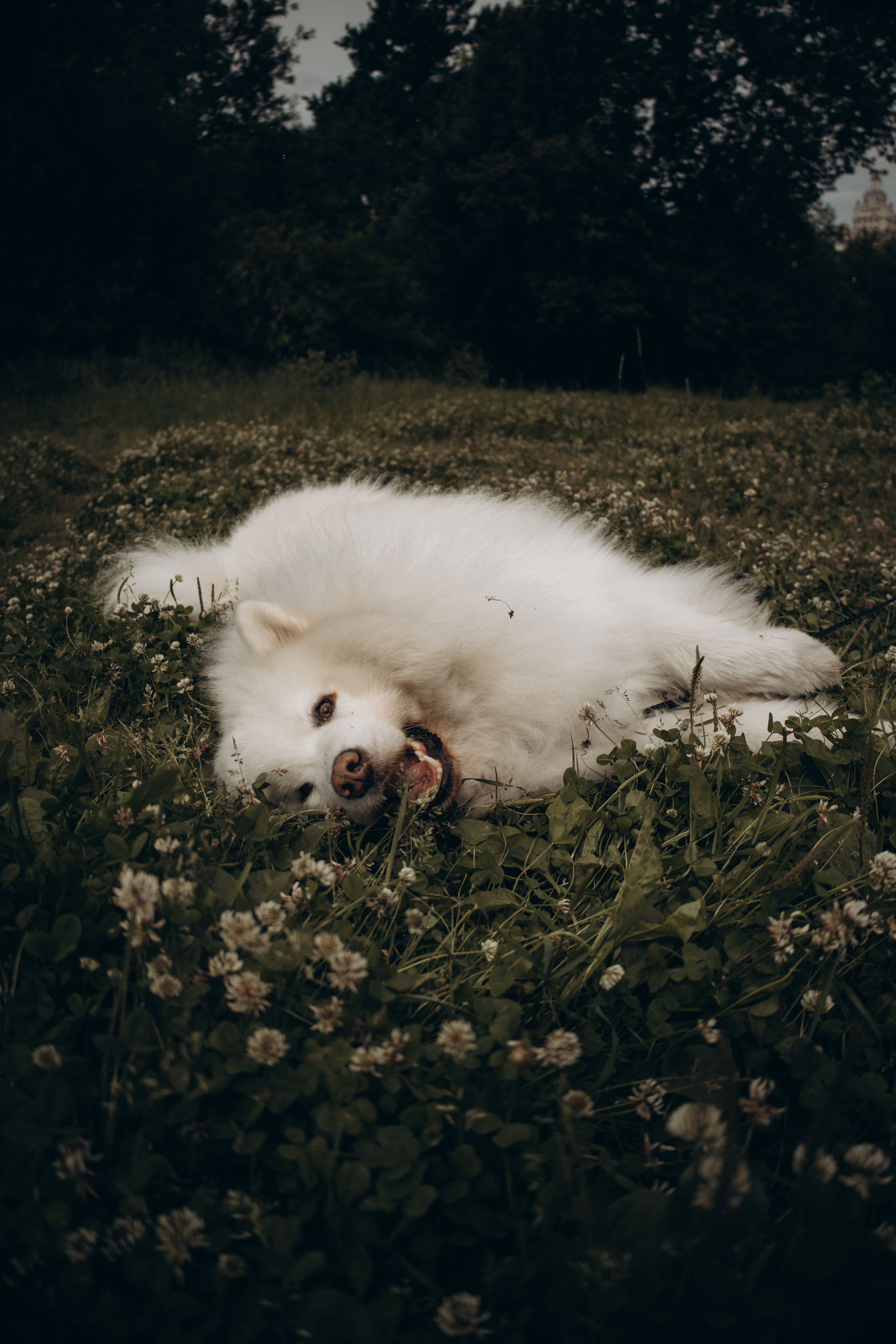 Фотосессия с ребенком и собакой в парке. Фотограф-анималист в Москве Екатерина Тихонова