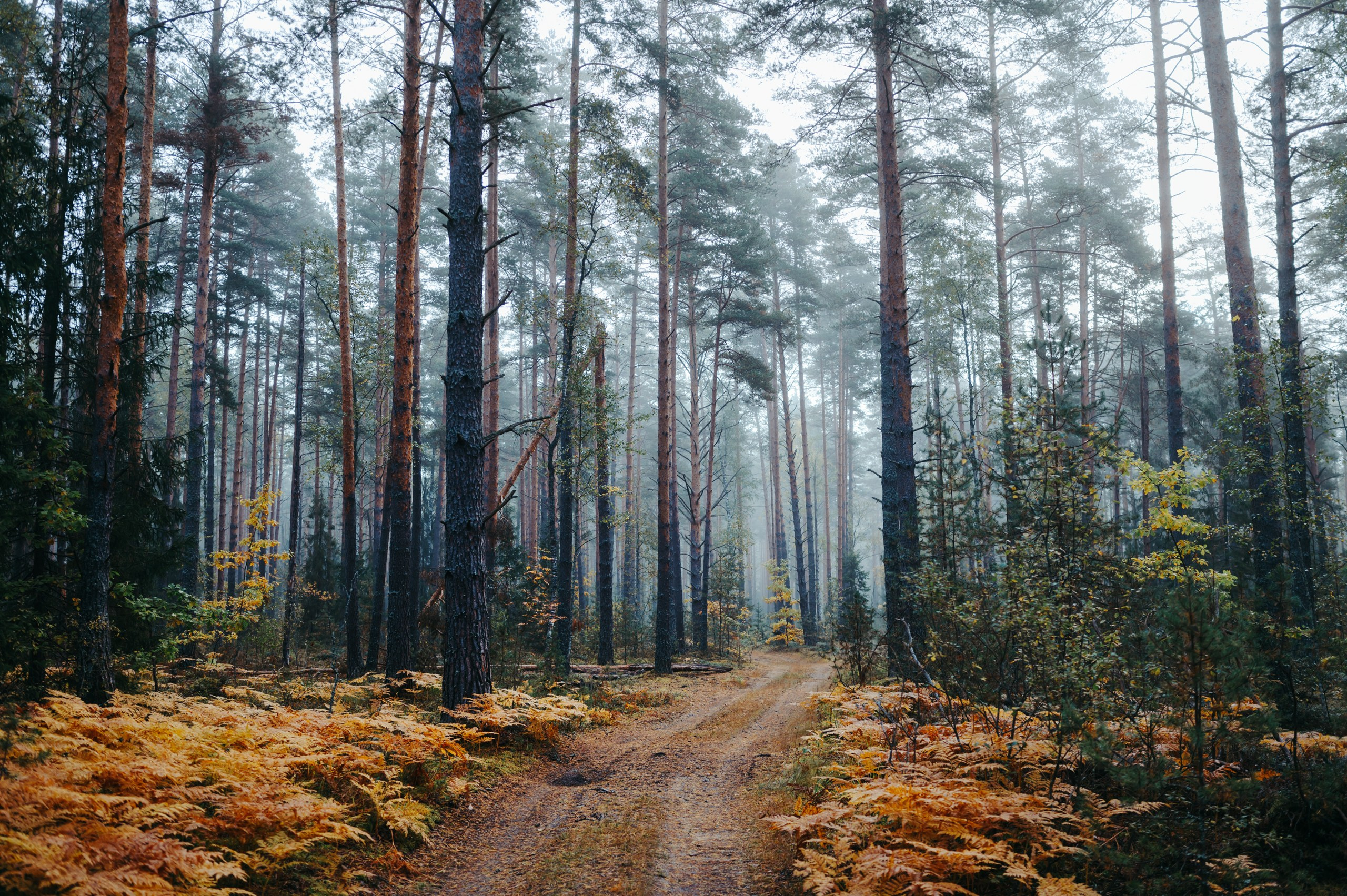 Невидимый спектр. Komonev