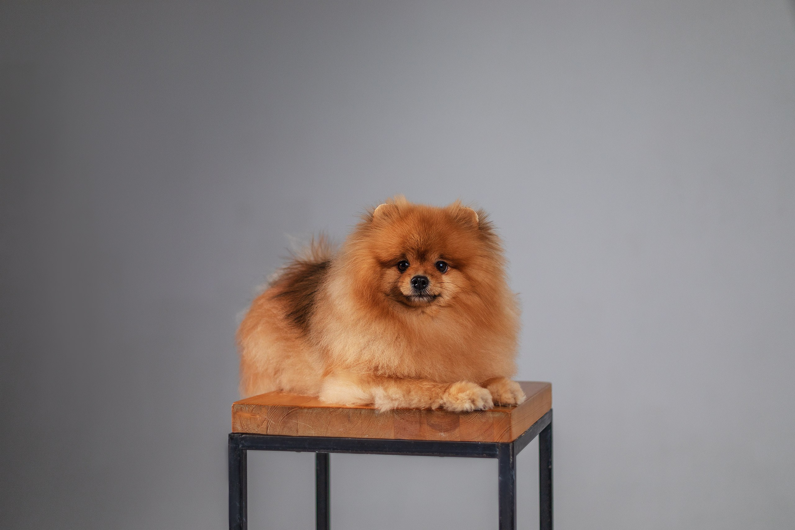 Сафи. Студия. Фотограф анималист Кузнецова Анна Нижний Новгород