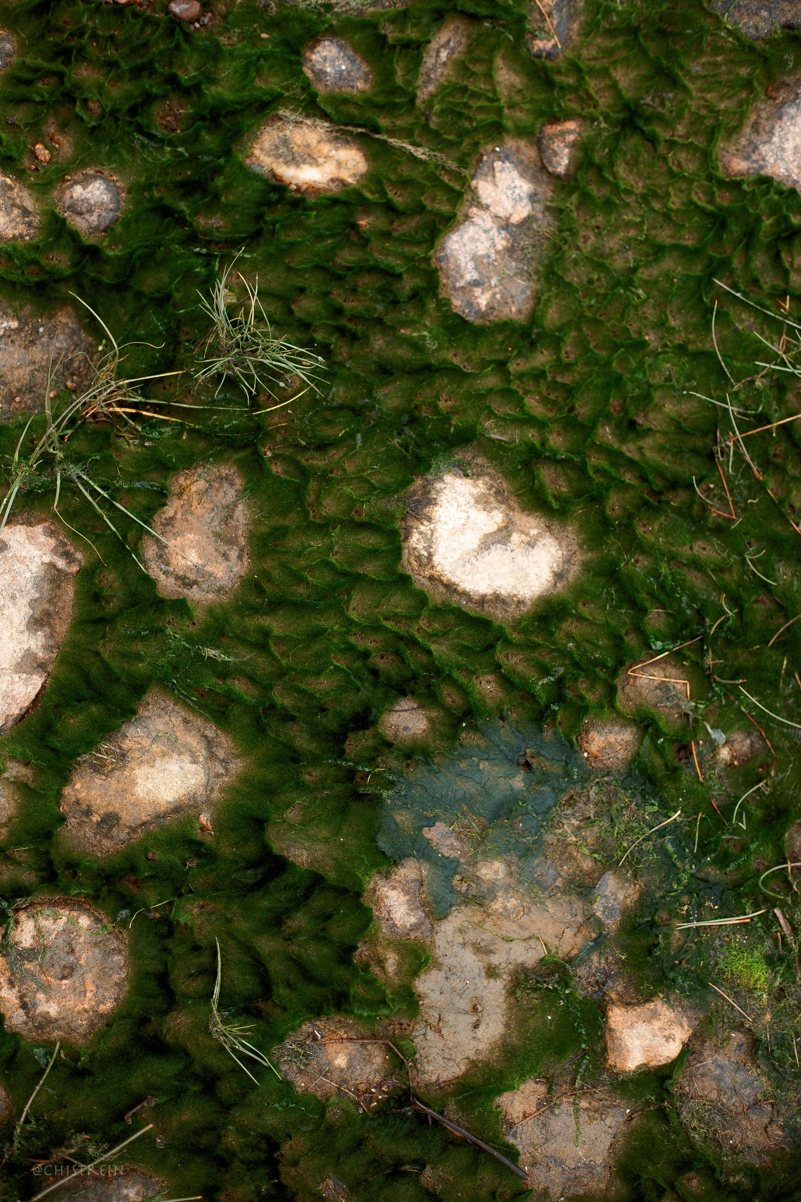 Дальний пирс. Фотограф-анималист Наталия Чистюхина в г. Сосновый Бор и ЛО