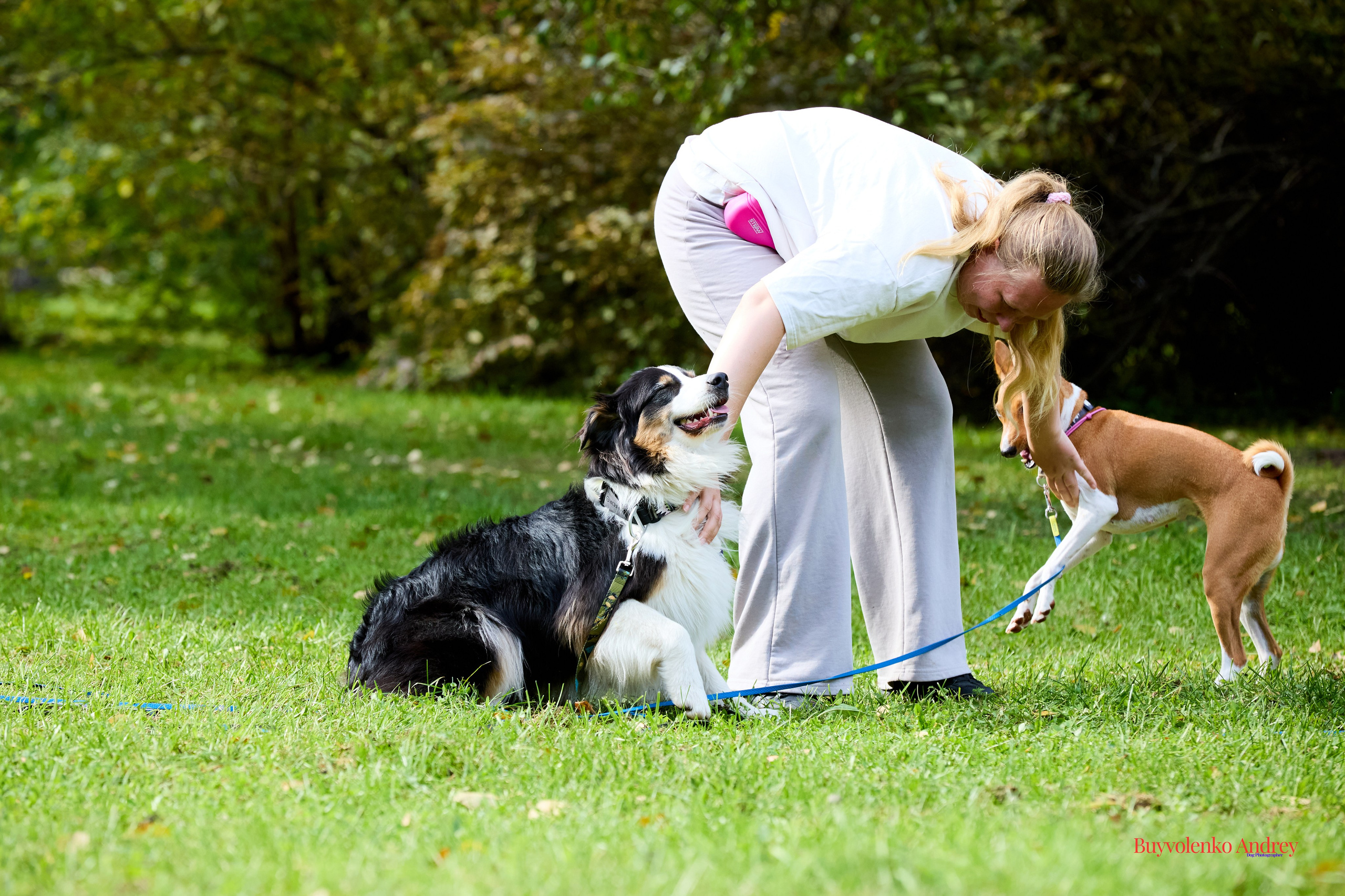 Басенджи и Аусси 21.09.2025. Buyvolenko Andrey