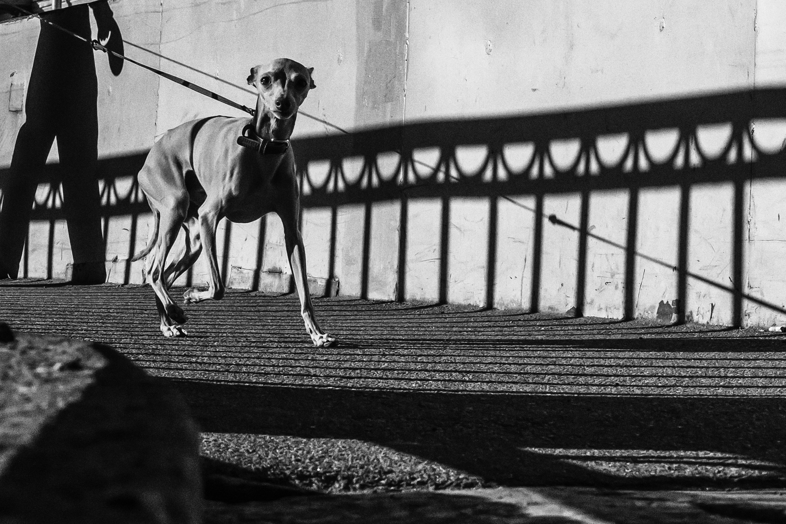 Dimitri Bakhtadze, dogs photos. Dimitri Bakhtadze photographer