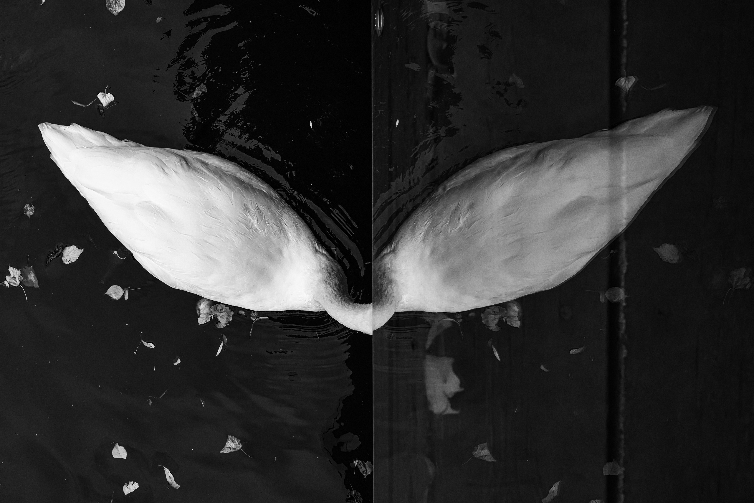 Dimitri Bakhtadze photographer