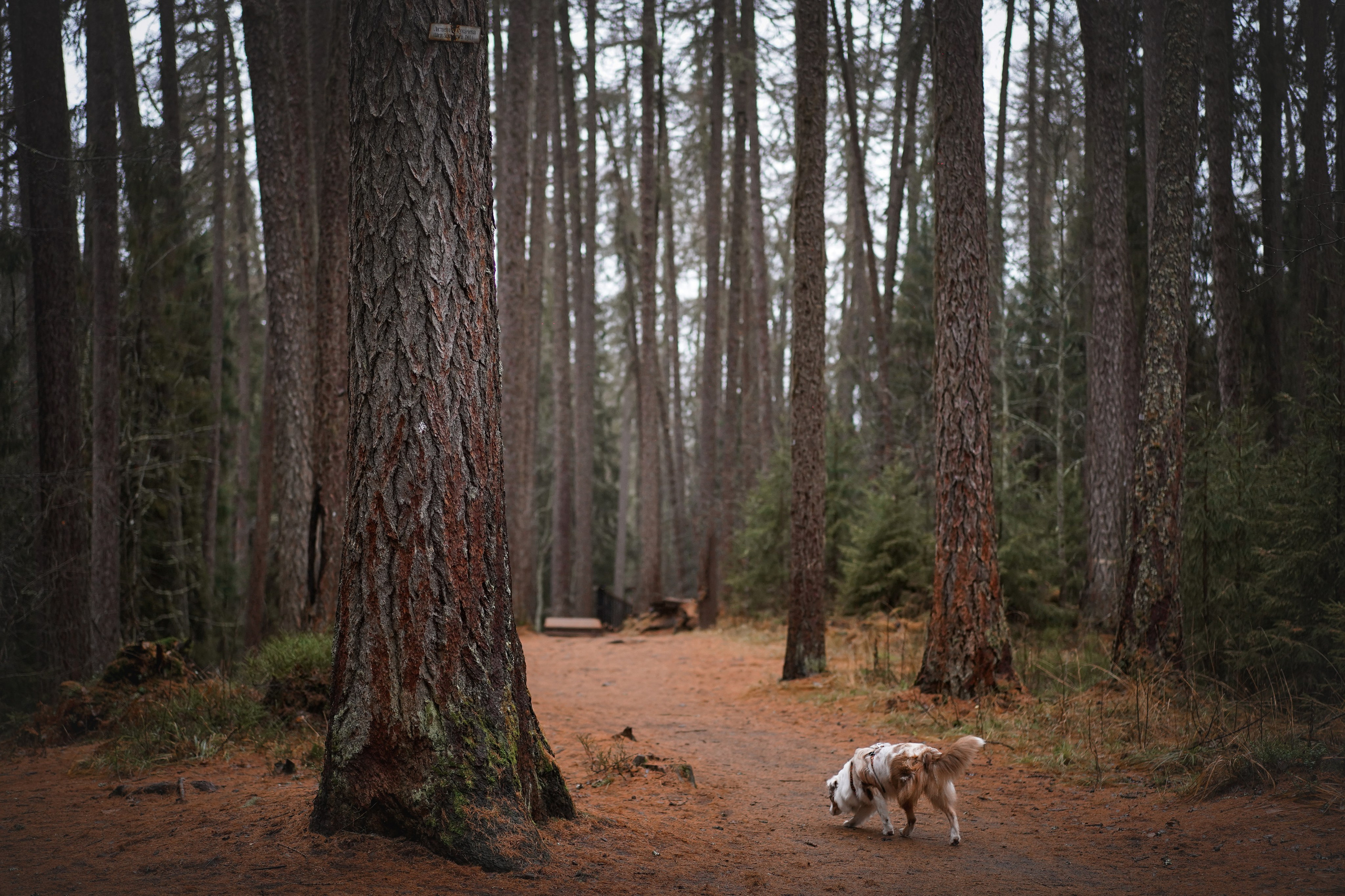 Панда Ноябрь. Фотограф-анималист в Санкт-Петербурге Яна Мартынова