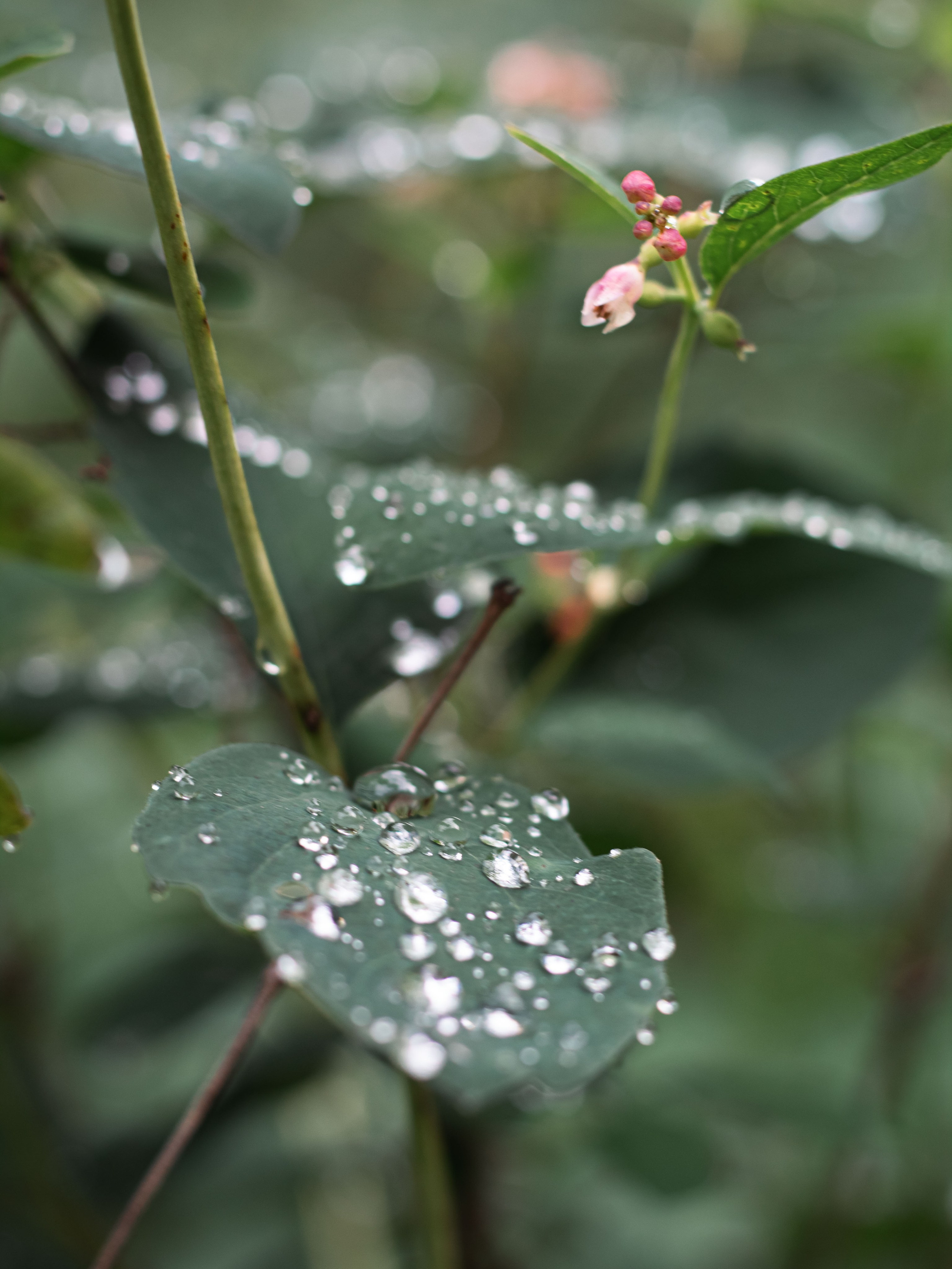 После дождя. Dmitriy [KCCC] is a pretty cool photographer