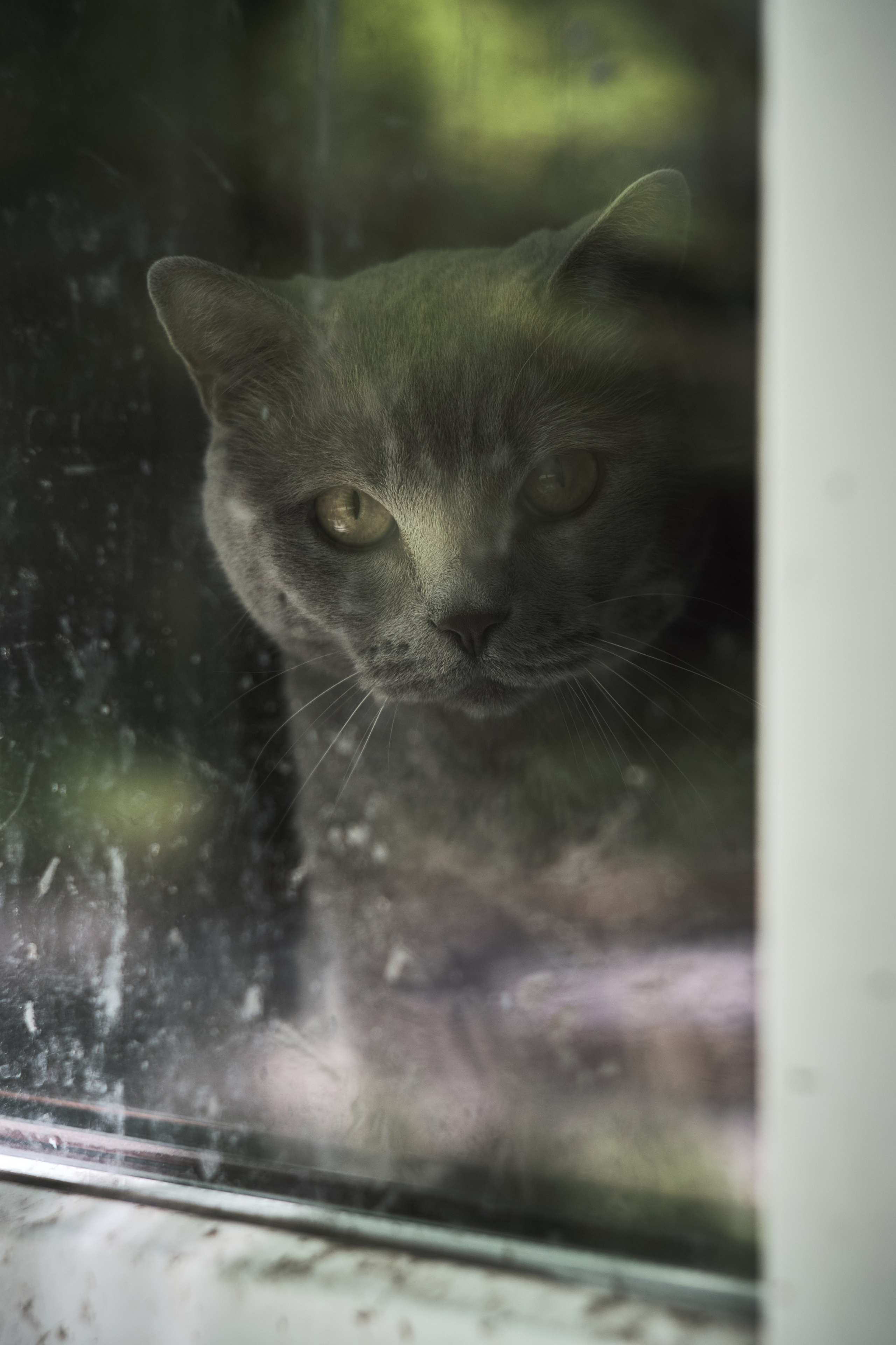 Котики. Фотограф портретный архитектурный лавстори будуар Санкт-Петербург Виктор Иванов