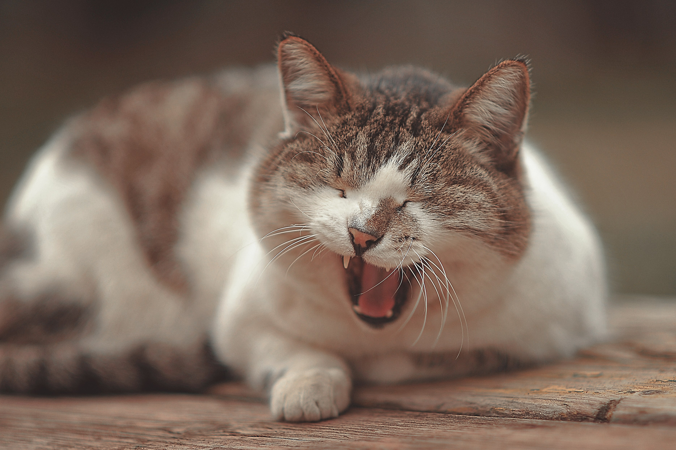 Фотосессия животных в Ижевских, фотограф животных. Детский, семейный фотограф в Ижевске и Москве Аксинья Лысенкова ADEN