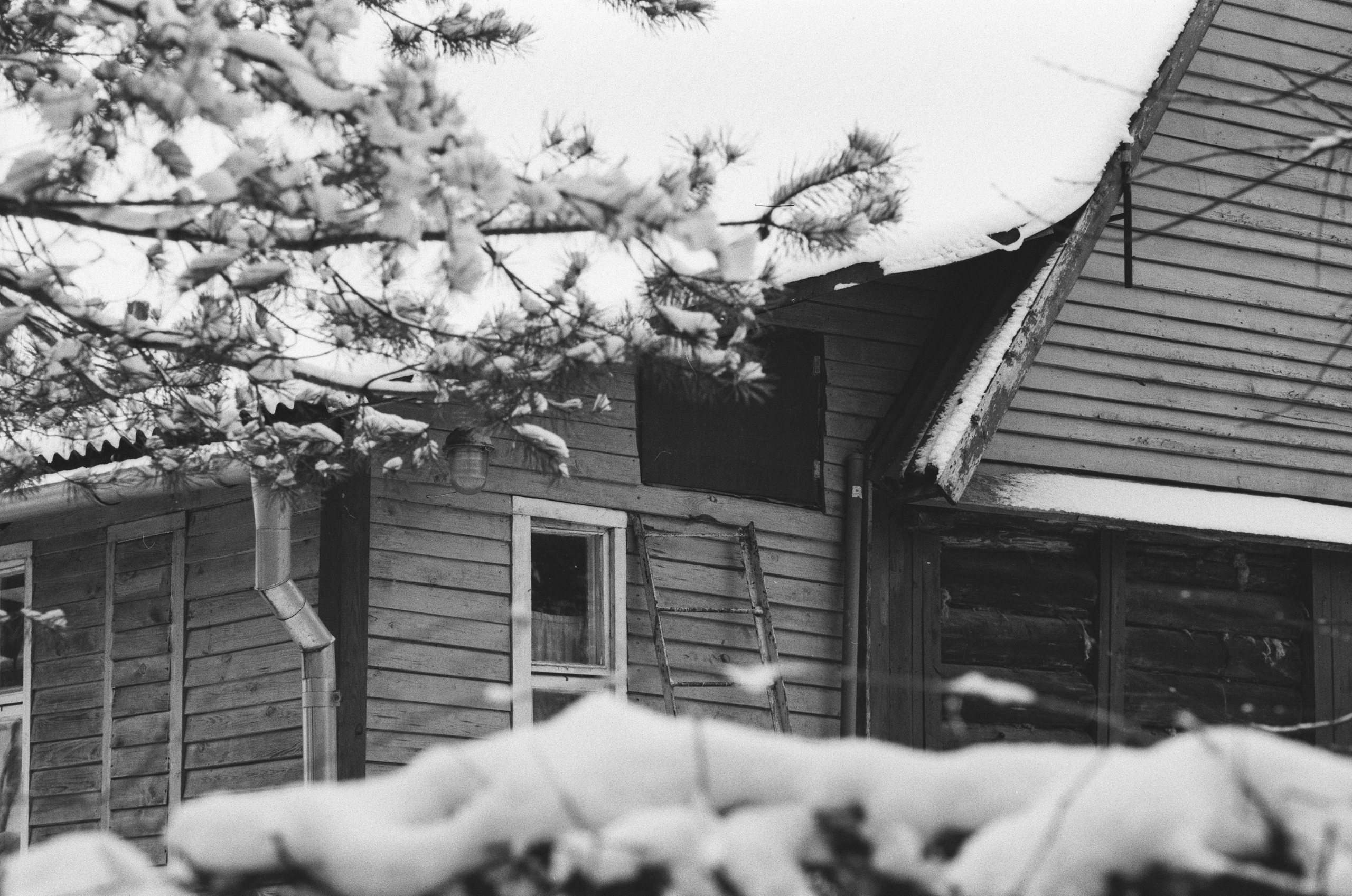 Contax N1 / Carl Zeiss Makro Sonnar 100 mm f/2.8 / Давыдовское