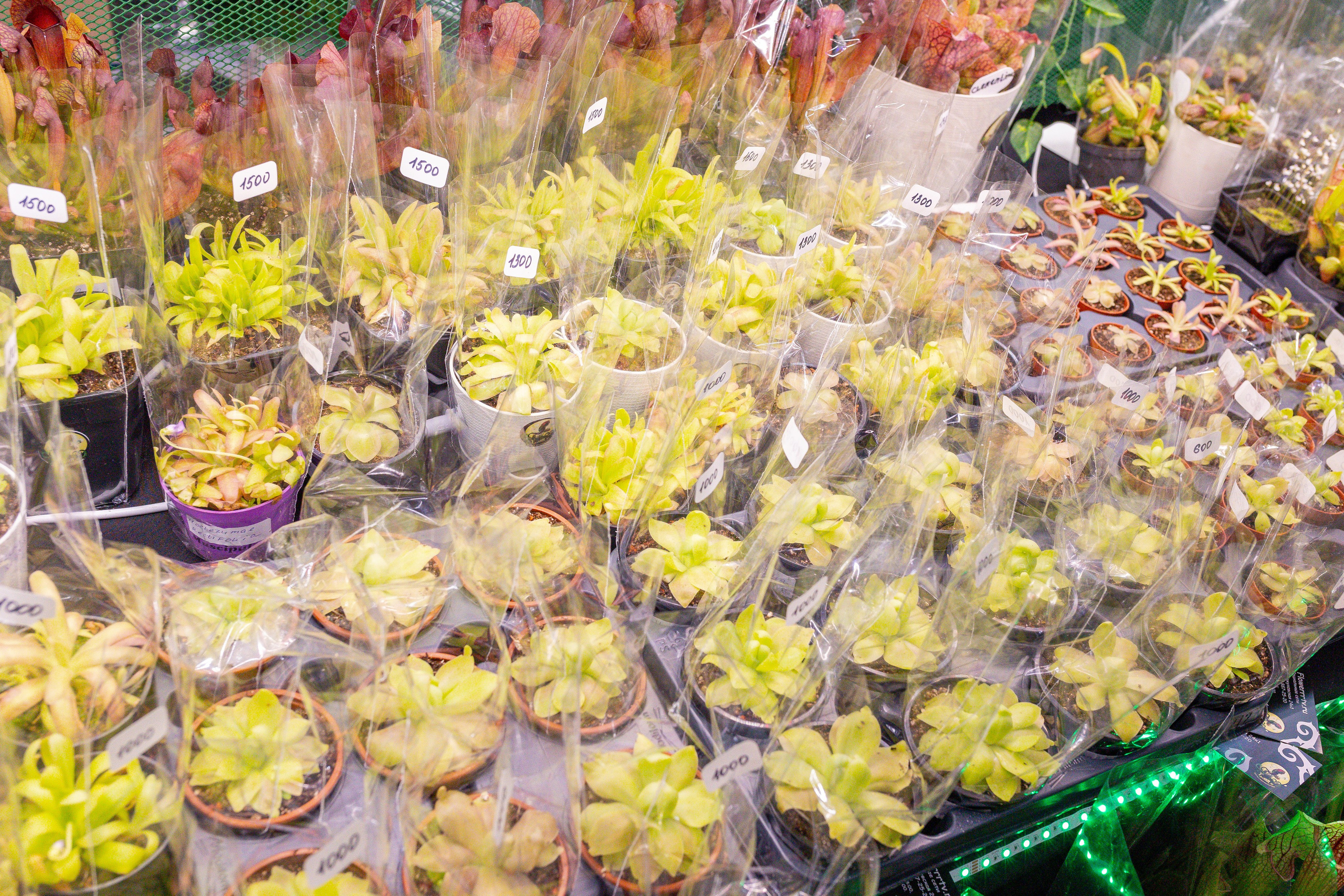 Монстериум 11–12 октября. Александра Куликова фотограф, Москва