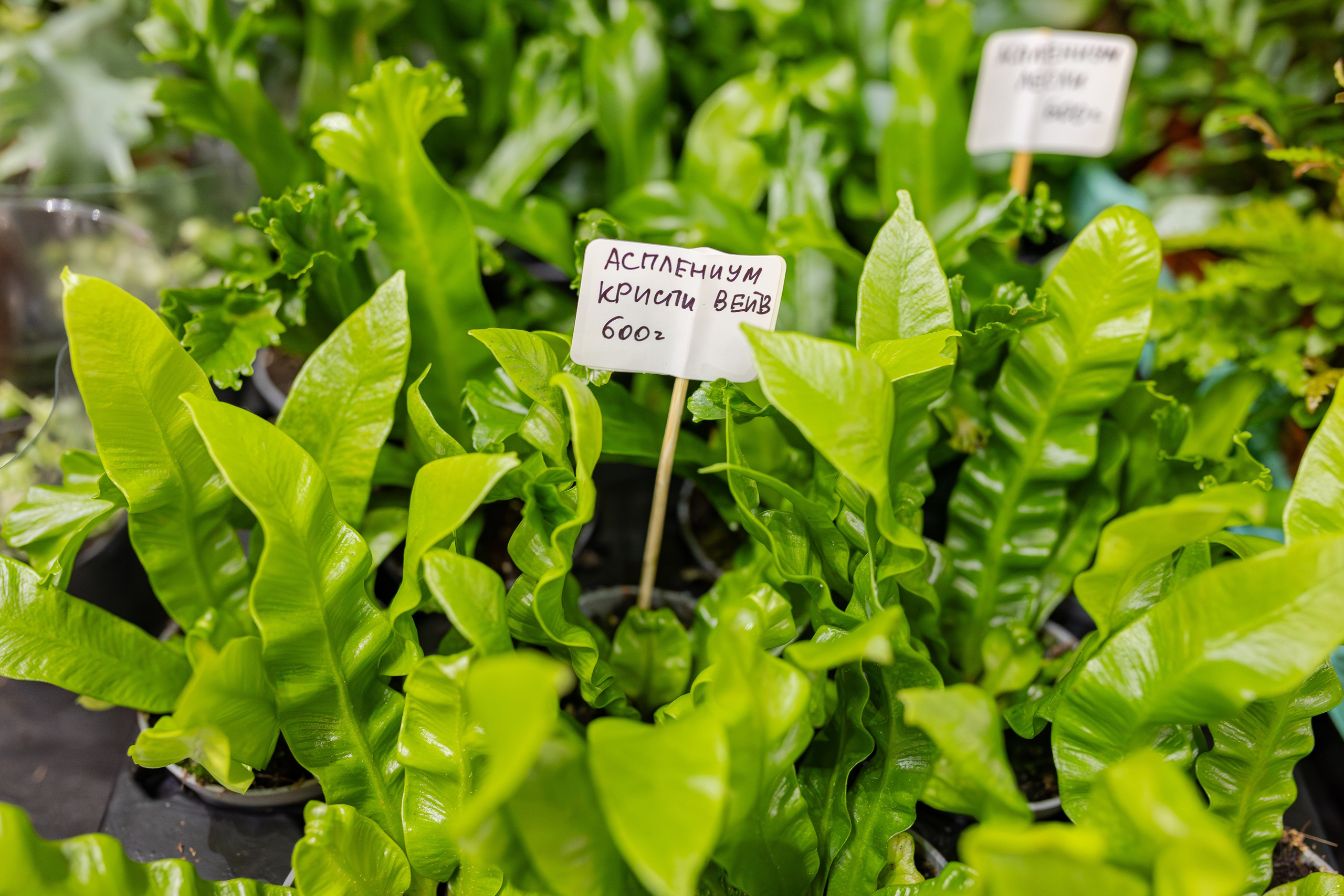 Монстериум апрель 2026. Александра Куликова фотограф, Москва