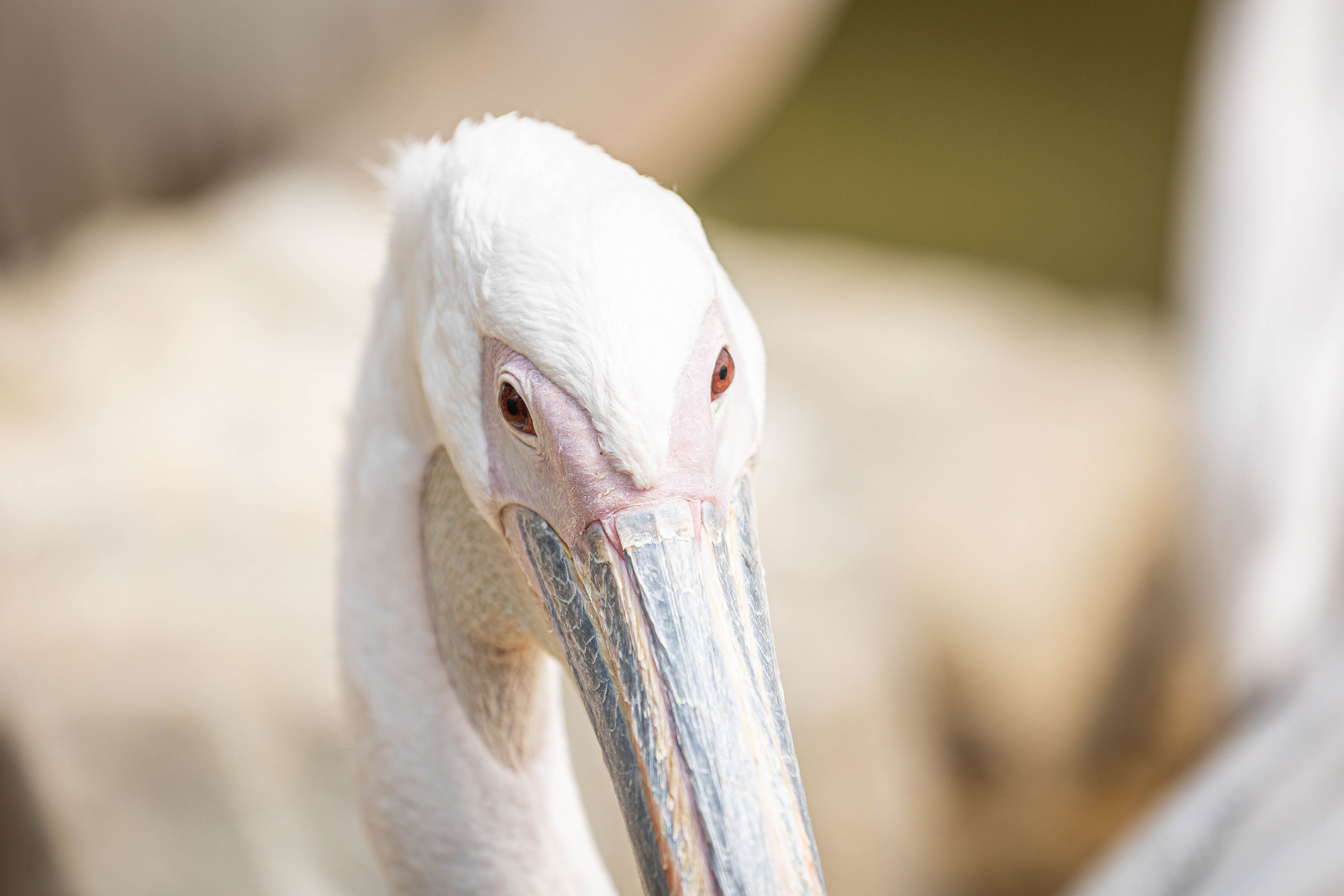 Зоопарк Малинки. Фотограф-АниМалист Анна Абрамова