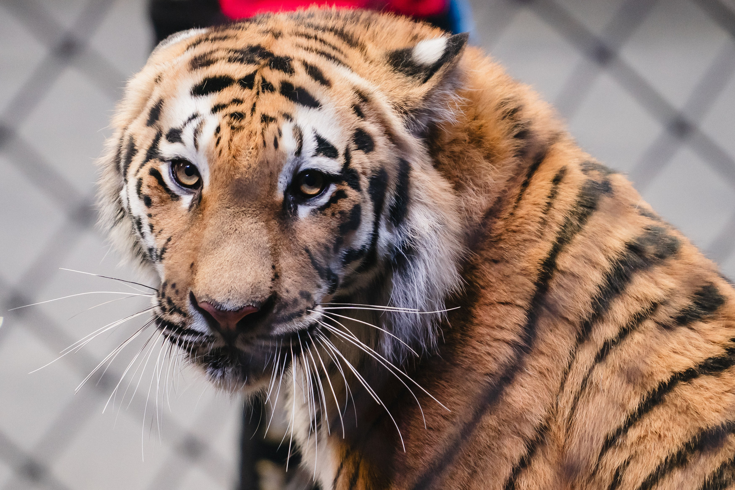 5 Континентов — Открытая репетиция. Воробьева Ксения — Спортивный и танцевальный фотограф Новосибирск