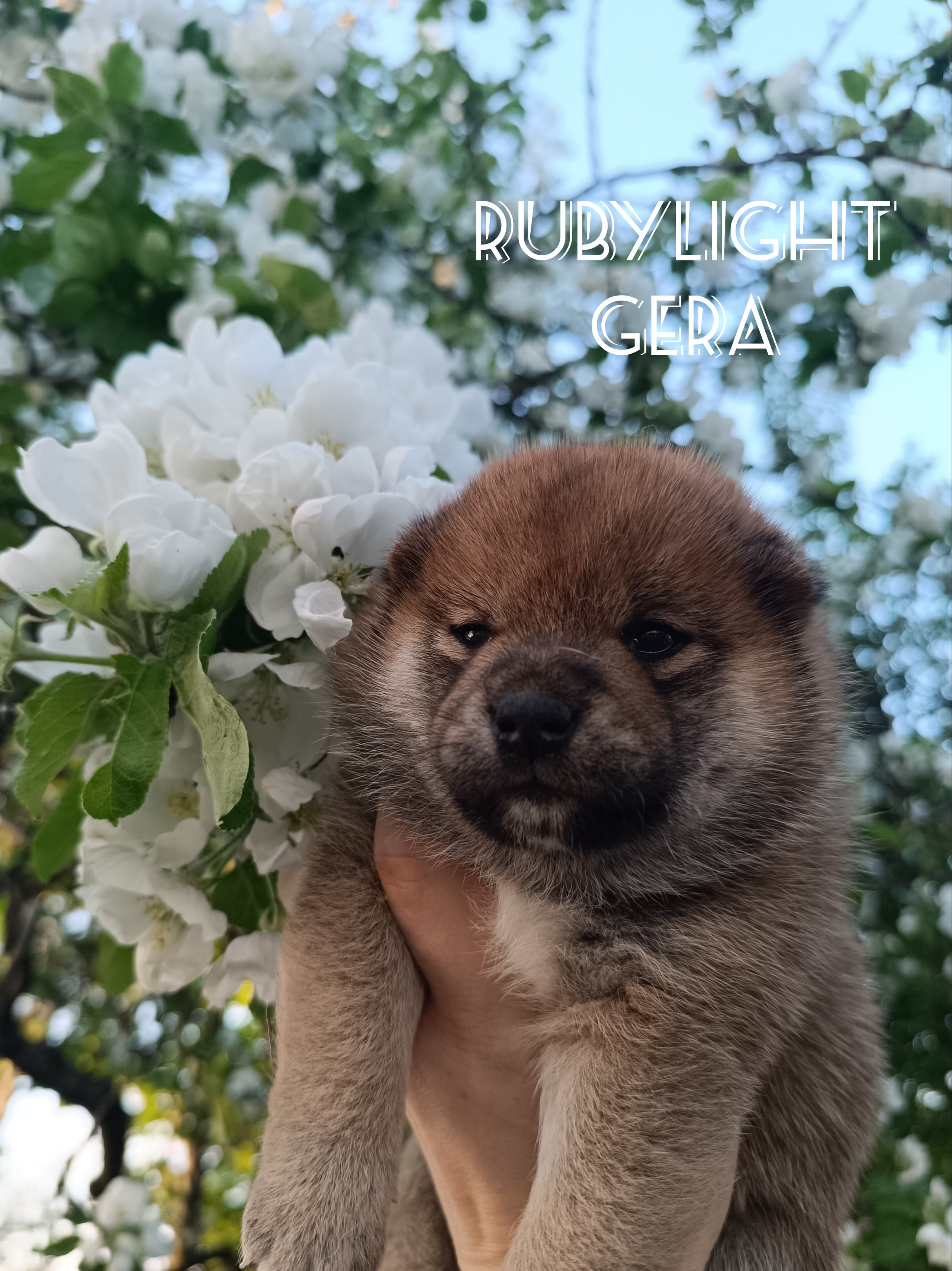 сиба питомник Рубилайт щенки на продажу rubylight  сиба щенки купить СПб Санкт-Петербург