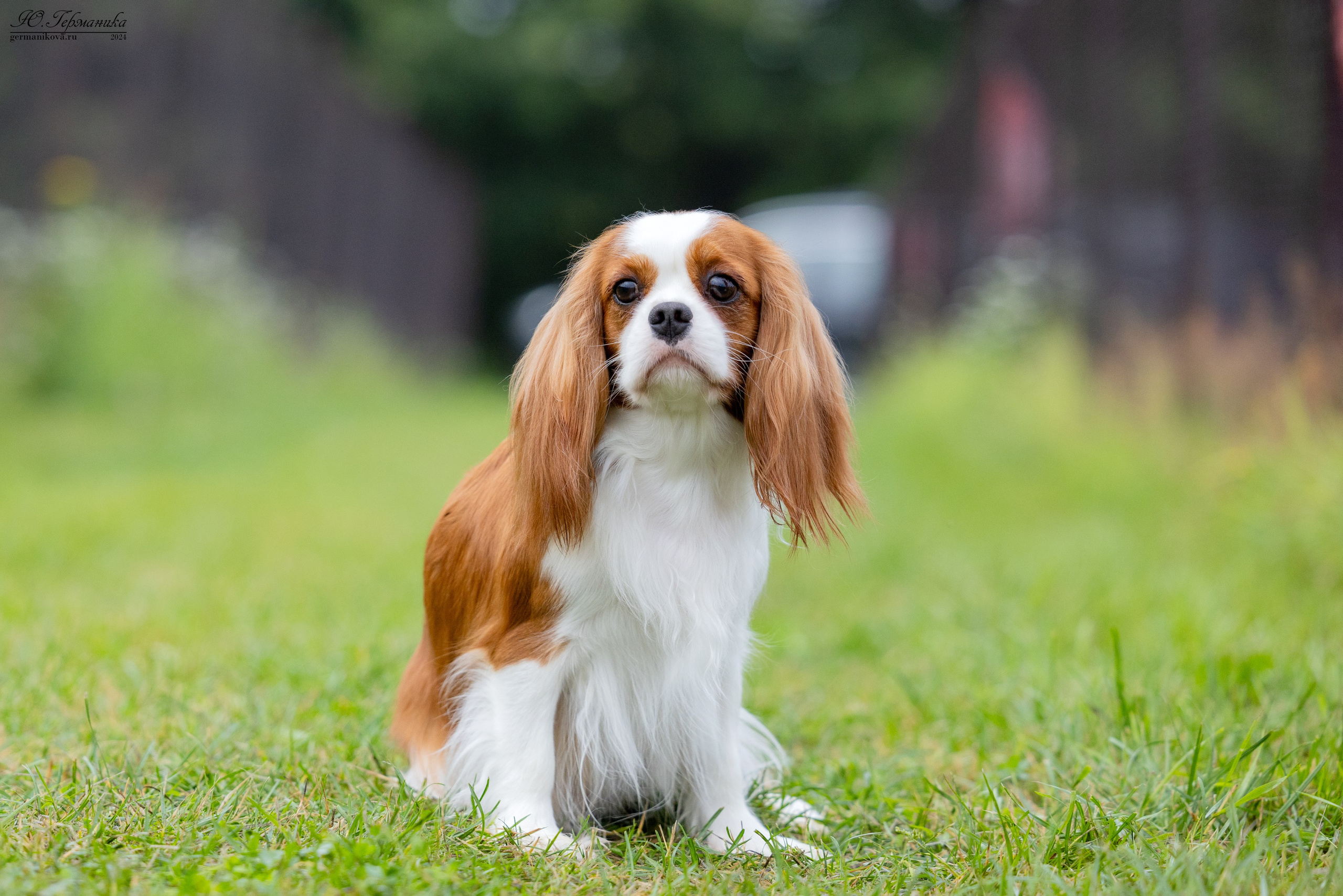 Ярославль 21.07.24 и Балашиха 13.07.24. Фотограф-анималист Юлия Германика