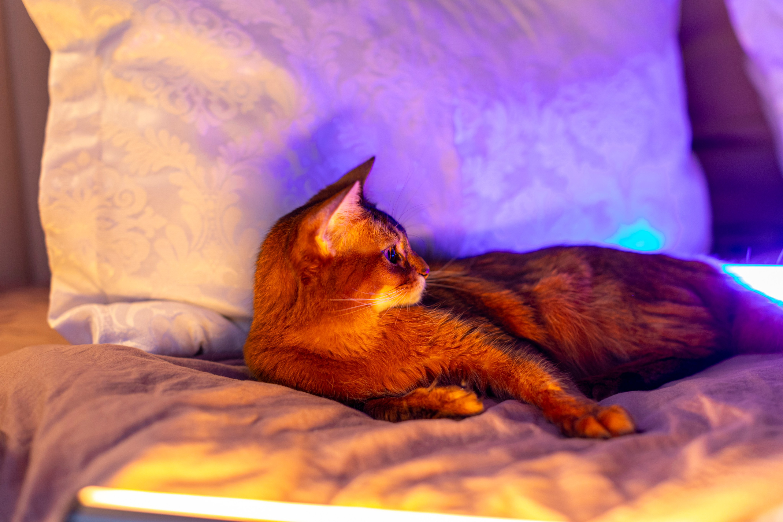 Сомали. Art my Pho