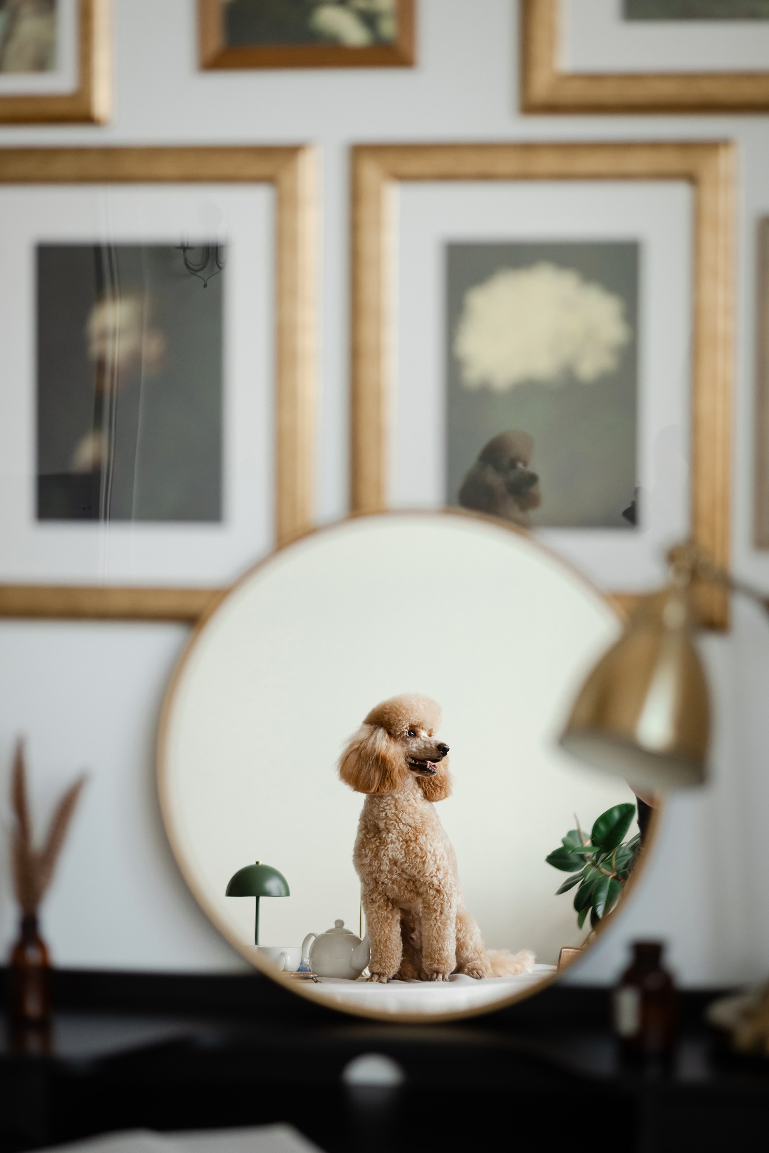 Фотосессия пуделя в студии. Фотограф-анималист в Краснодаре Маша Мельникова