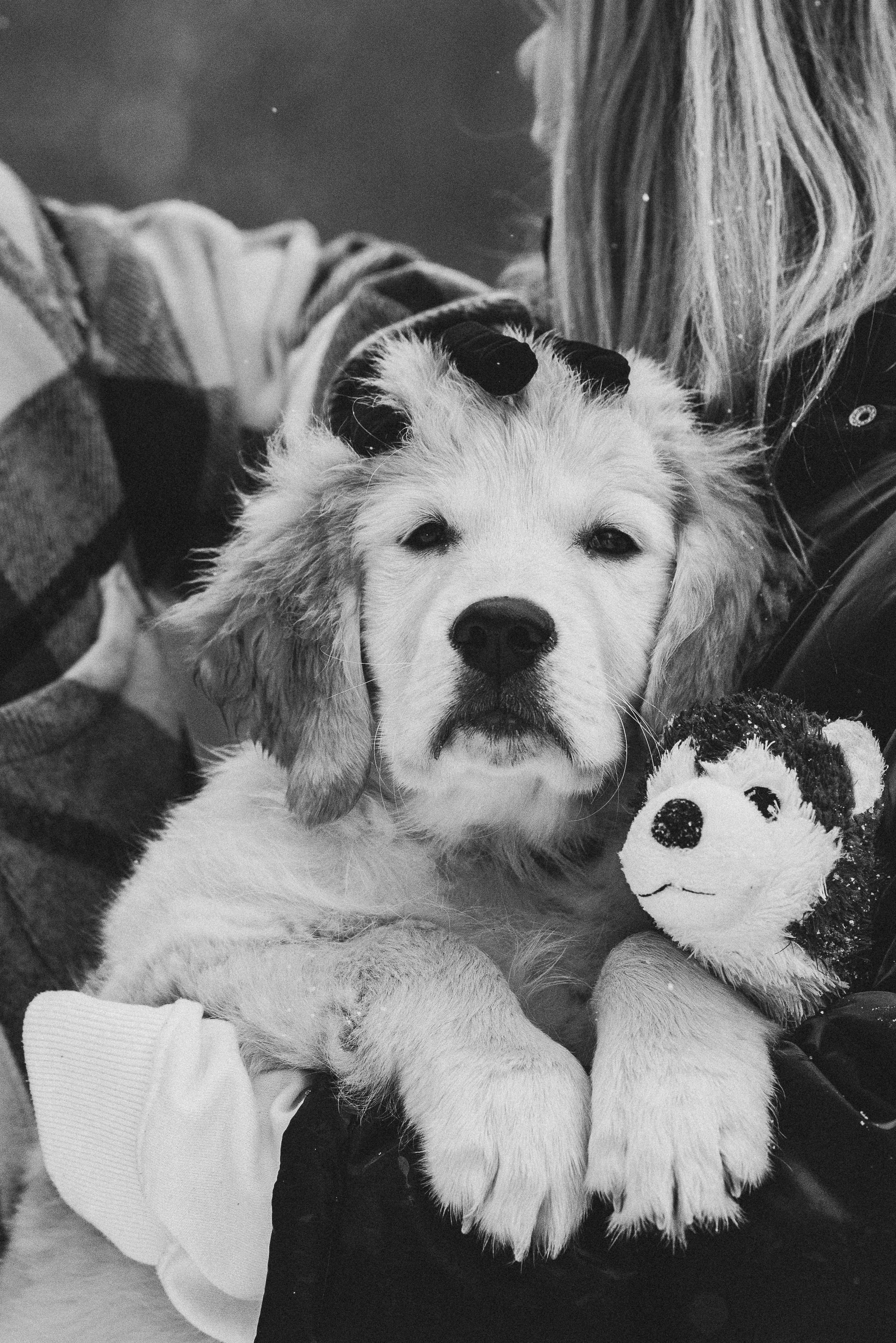 Sonia, Denis & Baggi. Natalia Finch Photography — Family, Kids & Pet Photographer in Chicago, IL