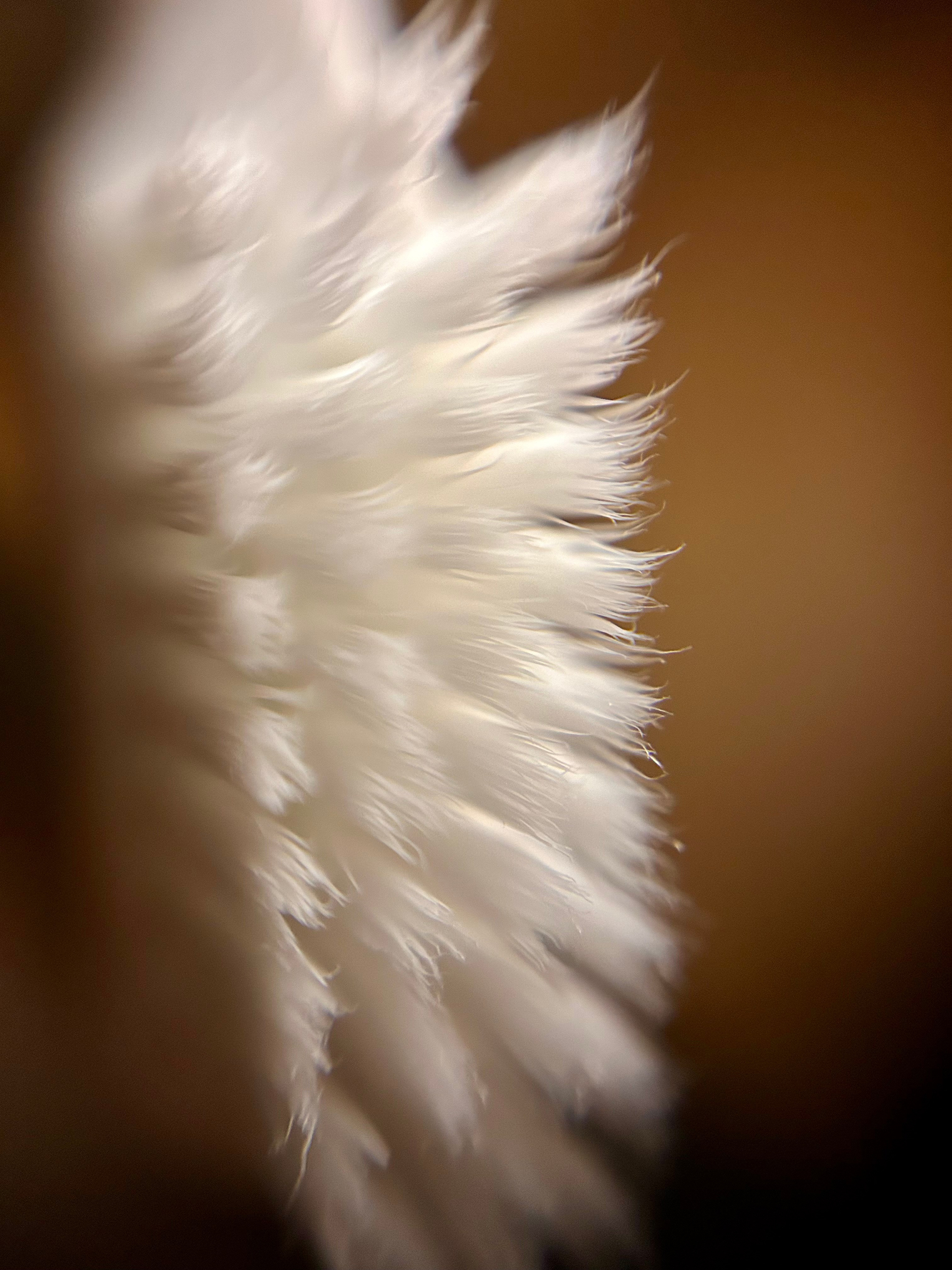 Макромир. Фотокружок «Видоискатель» ГБОУ СОШ № 291