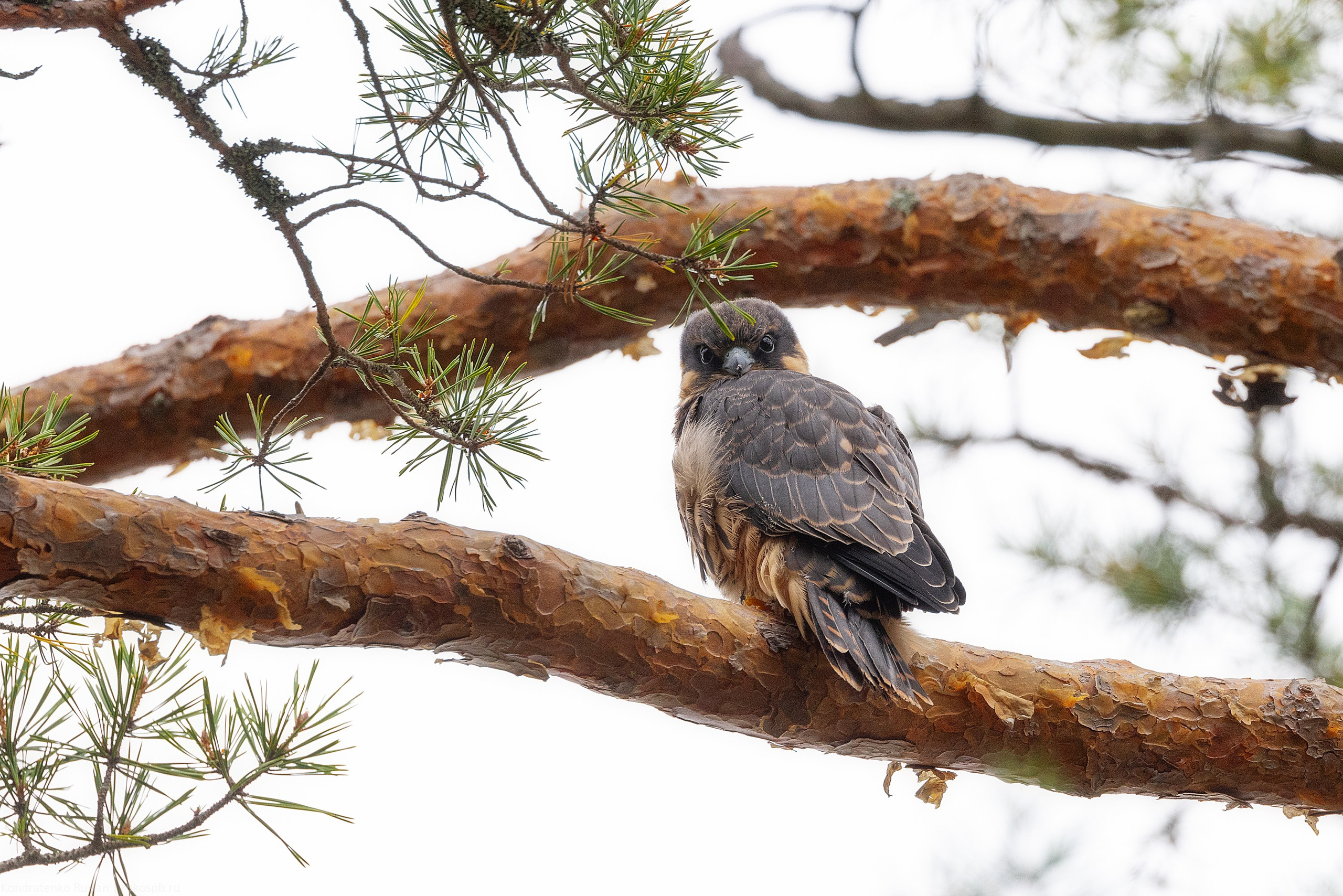 Чеглок. Архитектурный и пейзажный фотограф Кондратенко Руслан, Санкт-Петербург