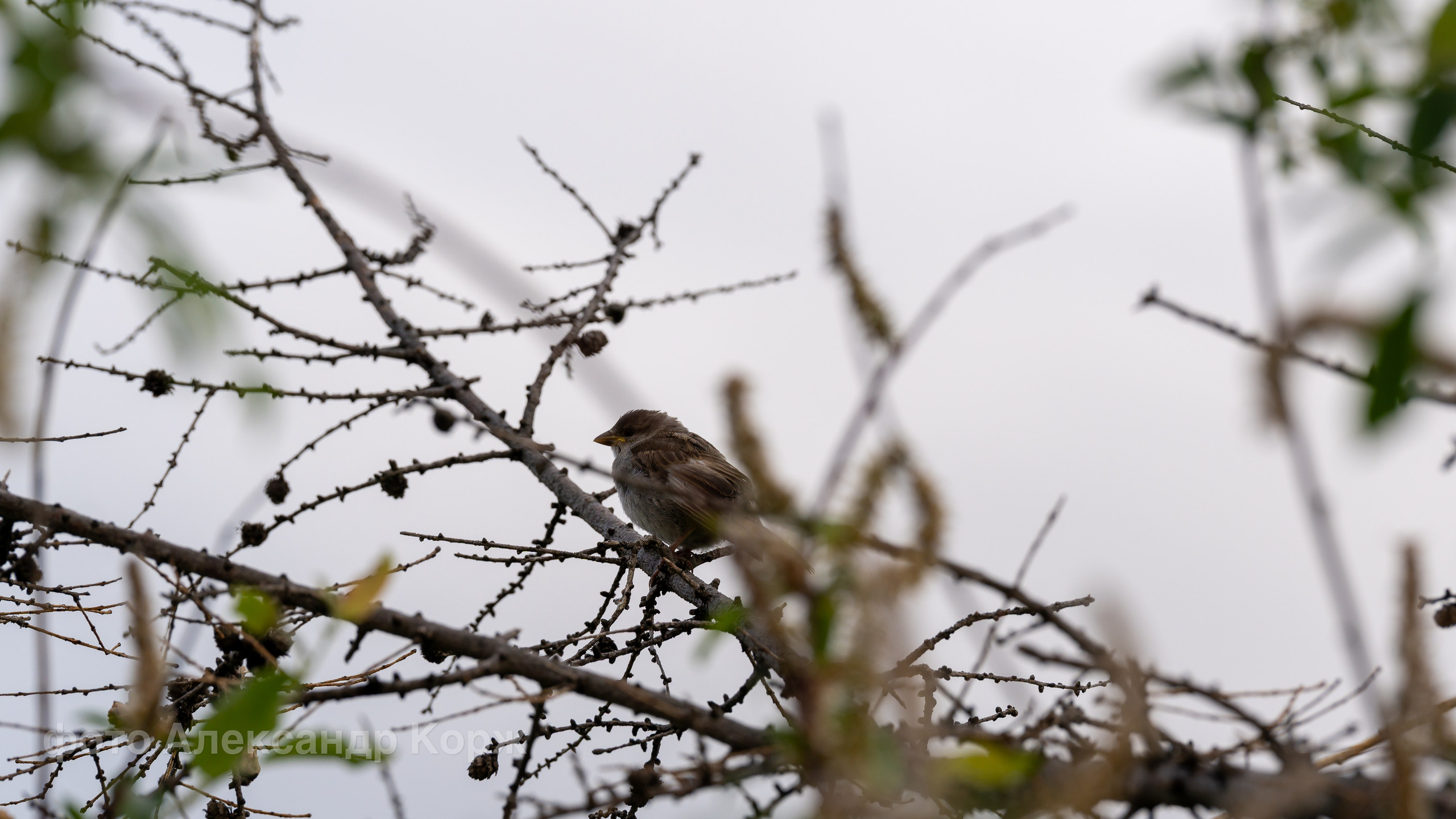 Животные. Фотографии и видеосъемка, Айхал, Удачный, Якутия. Фотографии Айхал