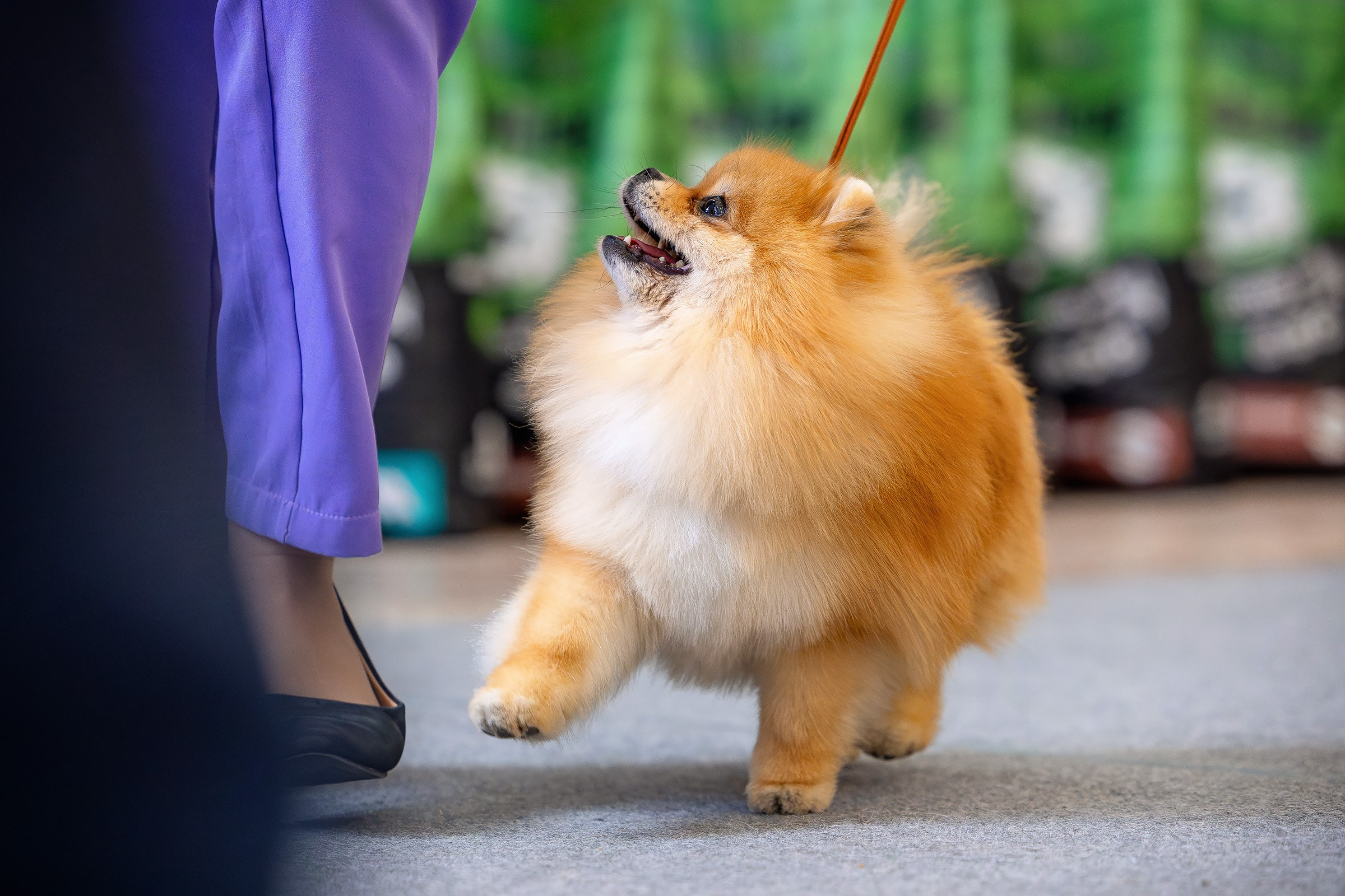 6 апреля 2025, Выставка РКФ, г. Пермь. Htykk_photo