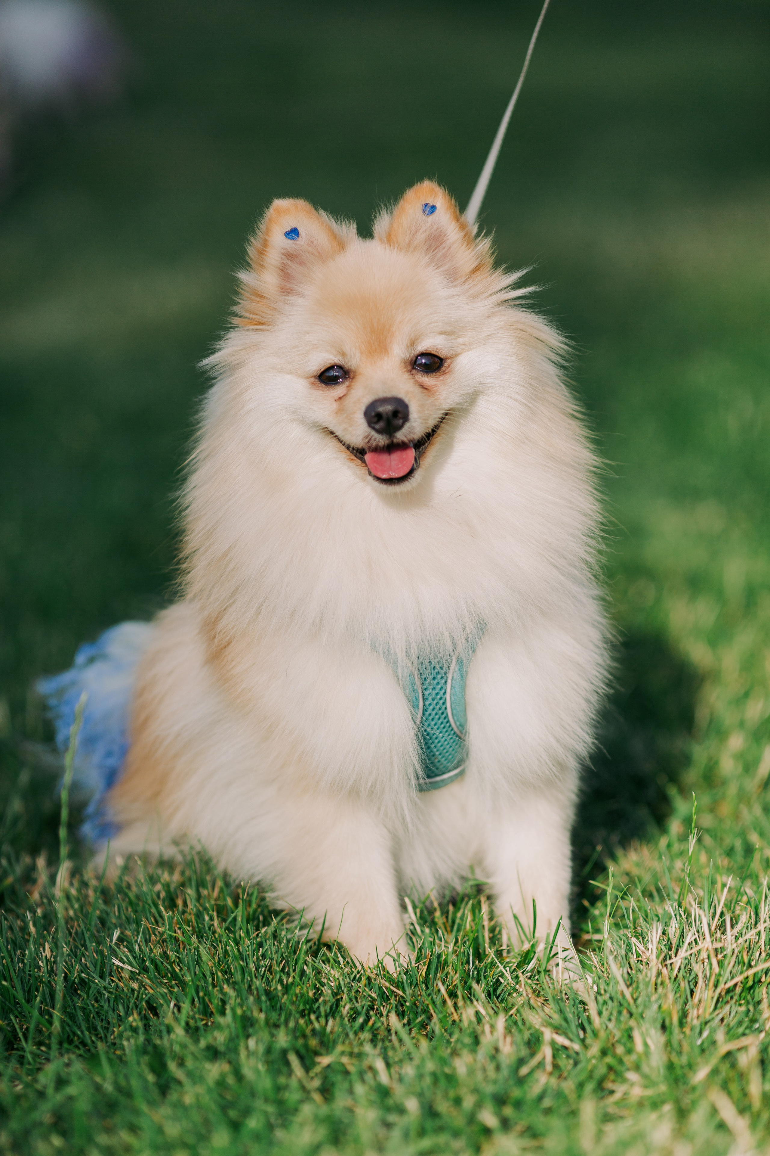 Dog Fest 2024. Главная