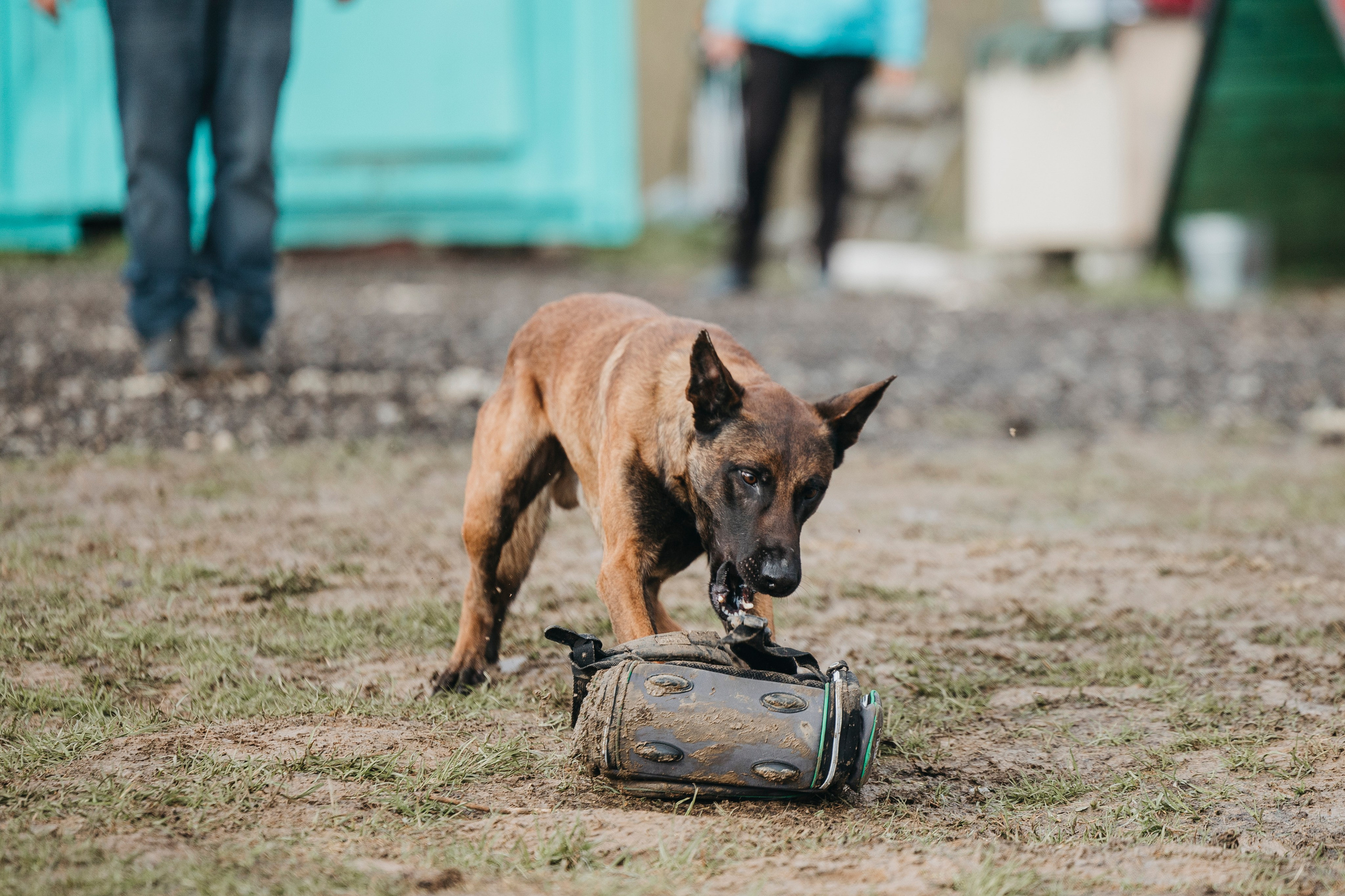09.05.25 Вологда соревнования. Фотограф-анималист Анна Маринич