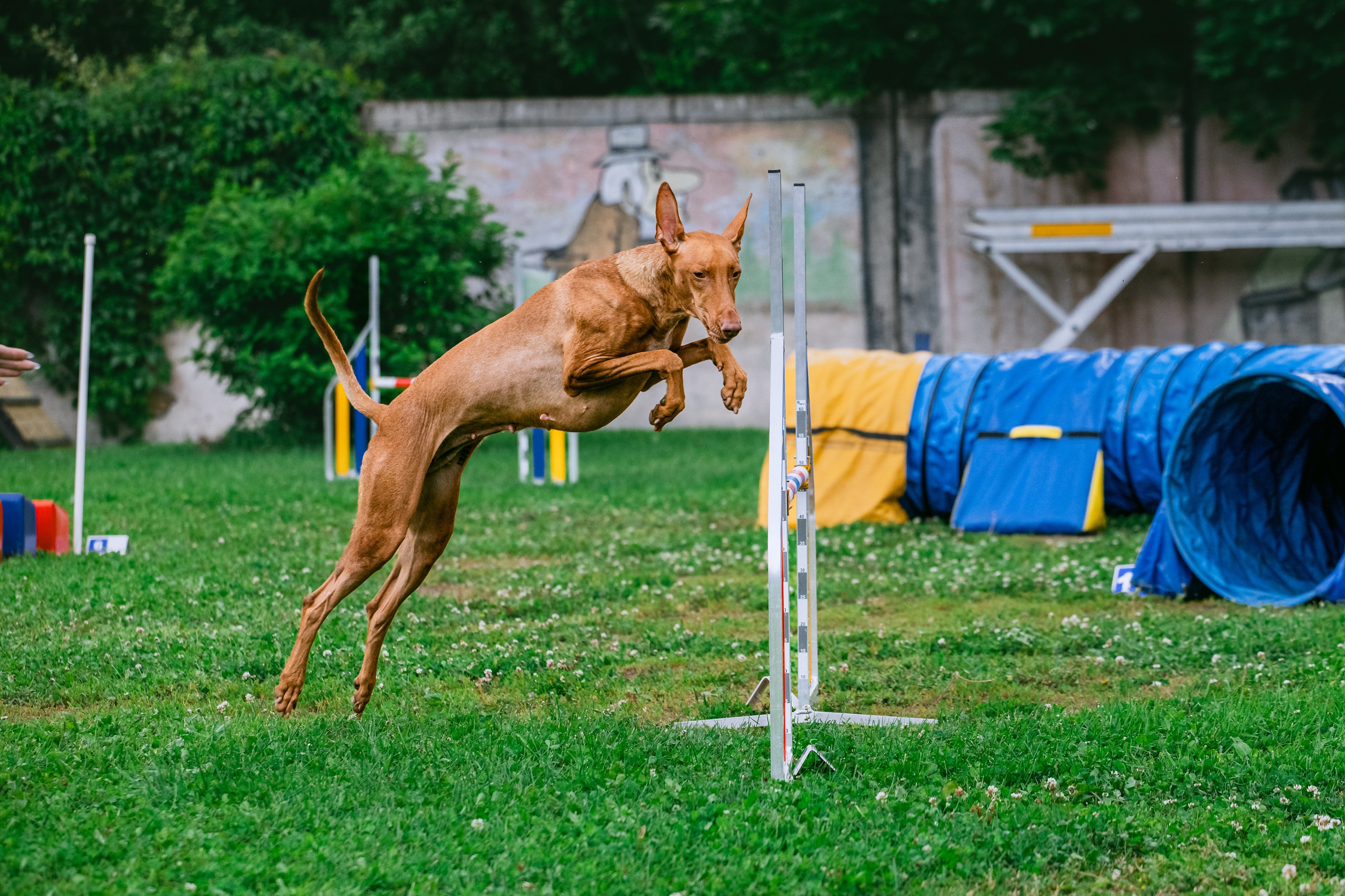 Соревнования по аджилити Долгопрудный 30.06.2025. Фотограф-анималист Татьяна Степанова
