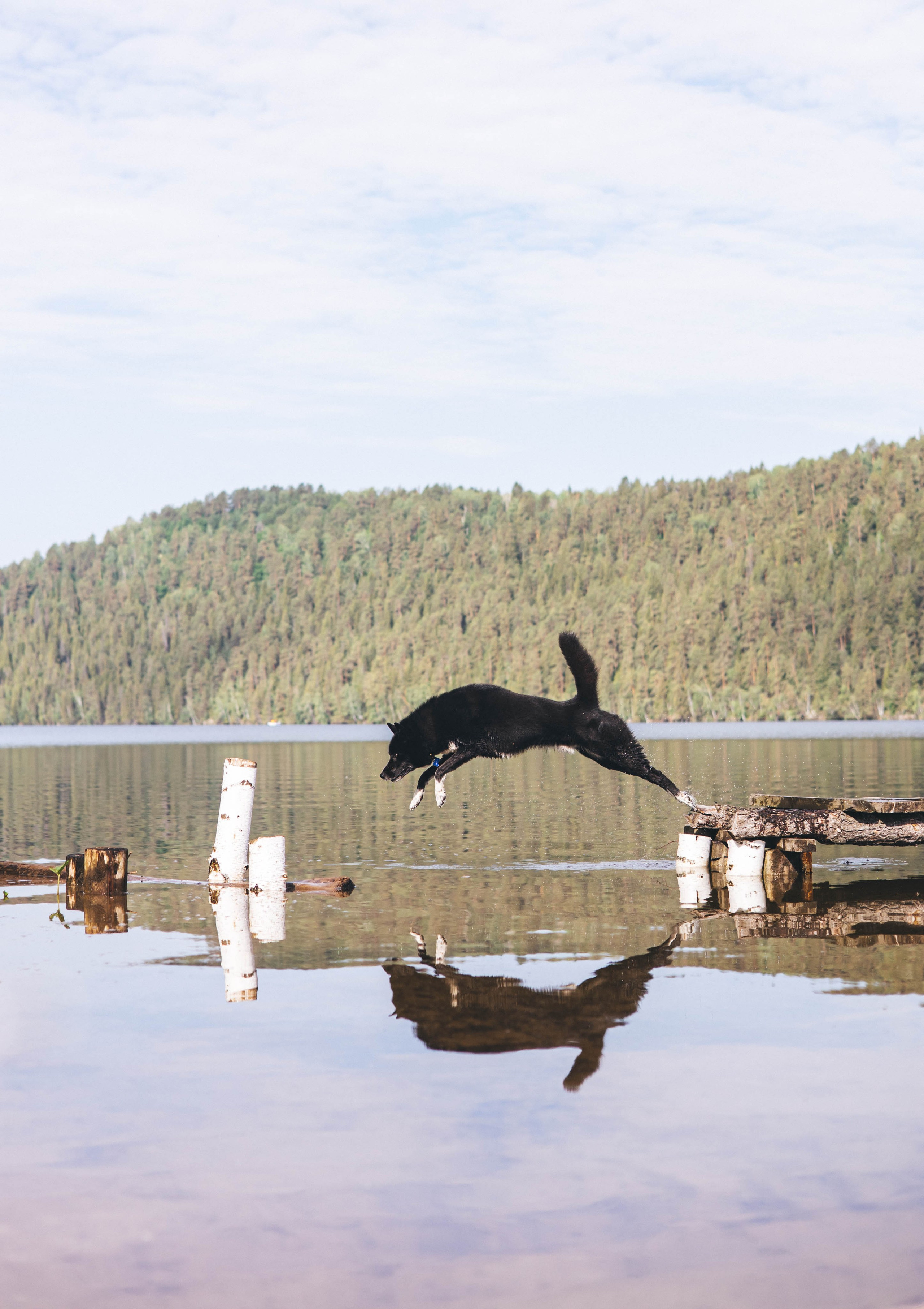 Ваши фотографии. Фотограф анималист Осипчикова Мария