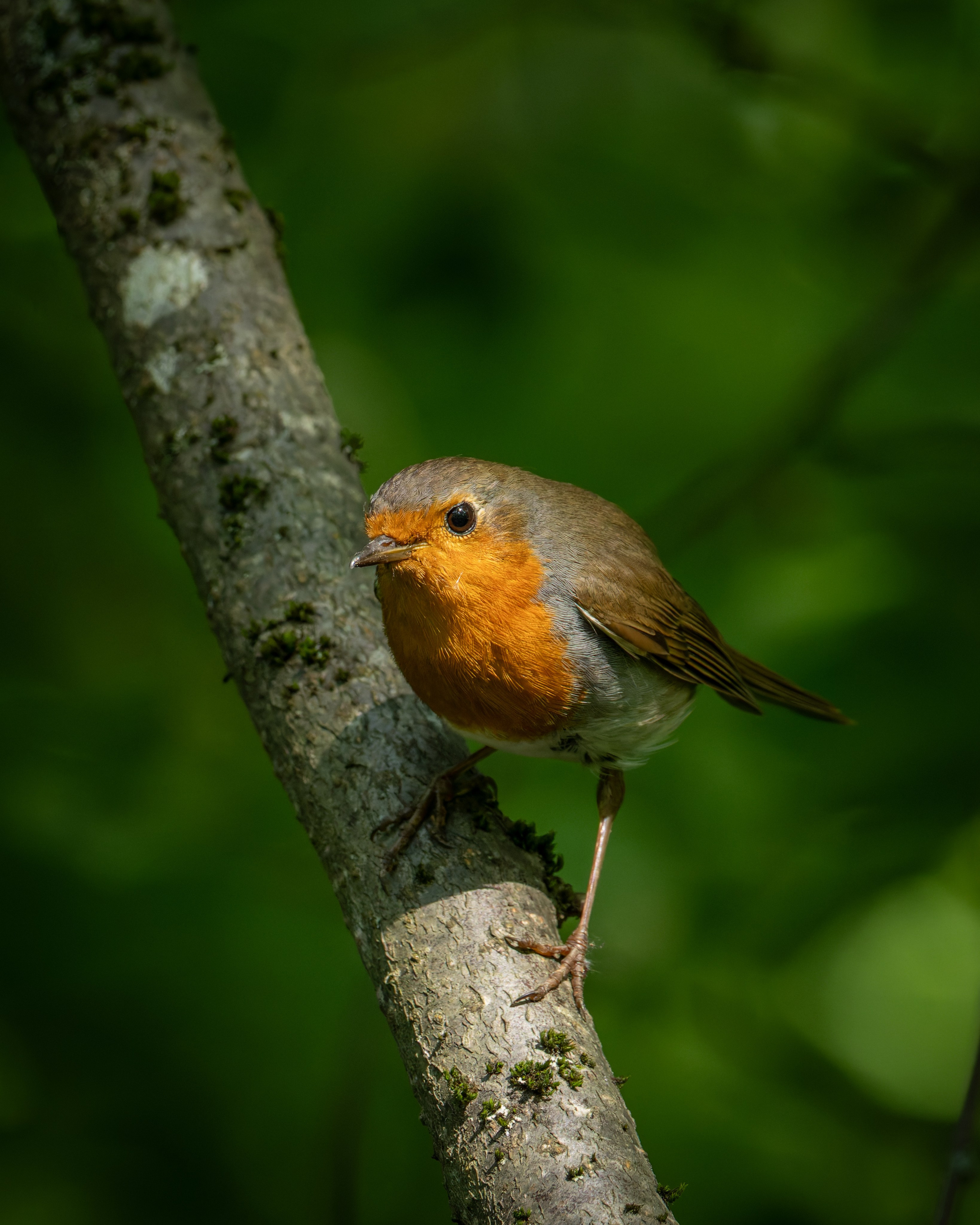 Smolensk 2025. Anton Chernov | Wildlife photographer