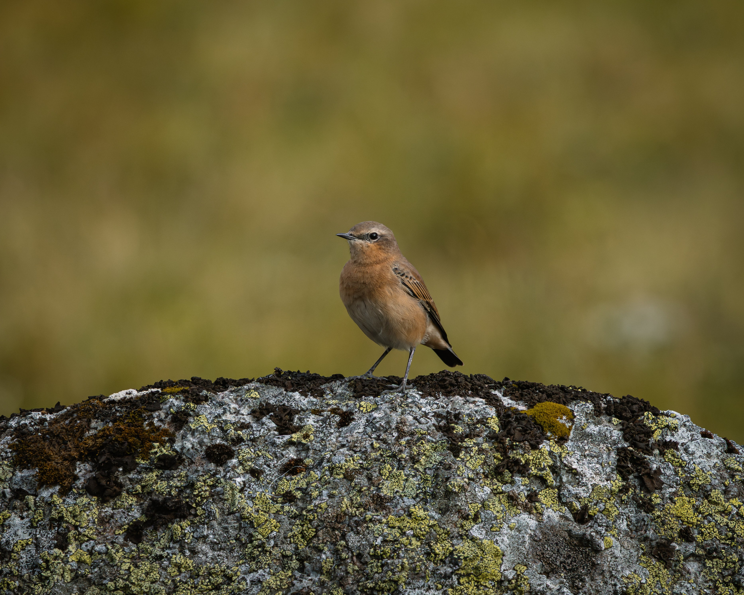 Khibinu 2025. Anton Chernov | Wildlife photographer