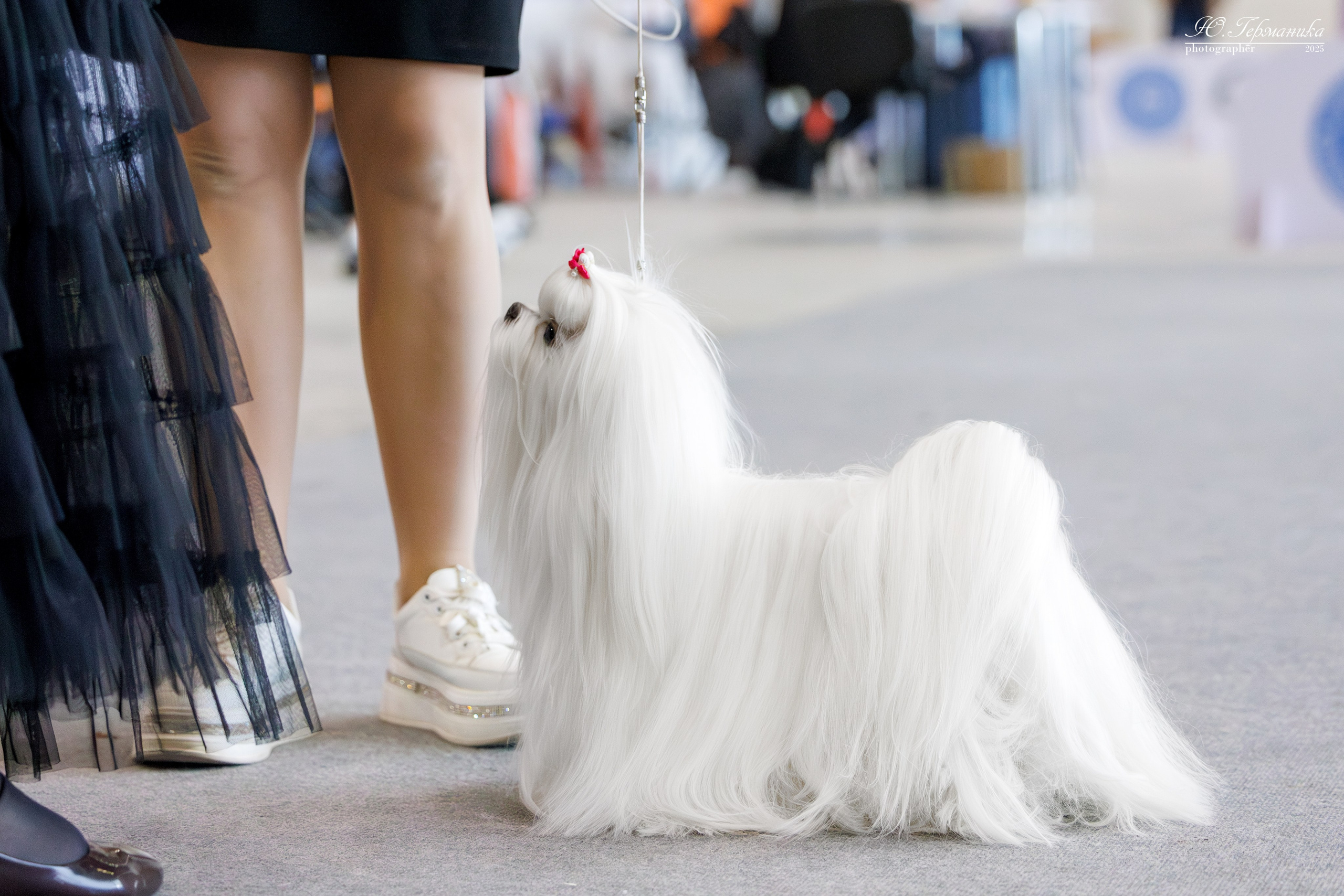 Астана 2хCACIB 3-4.05.2025. Фотограф-анималист Юлия Германика