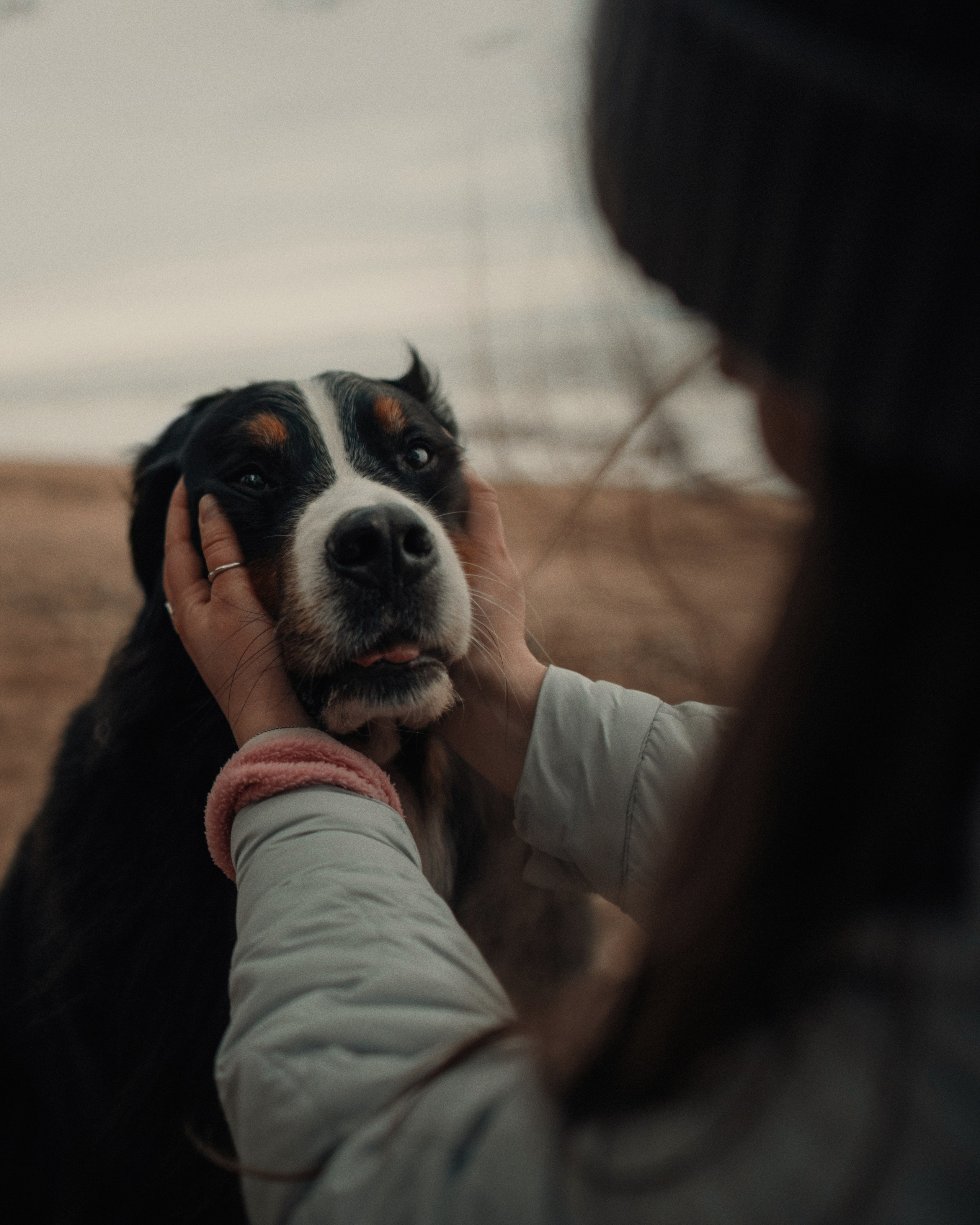 Прогулка: берн Пума, Фрэнк и Юля в Питере. Портфолио