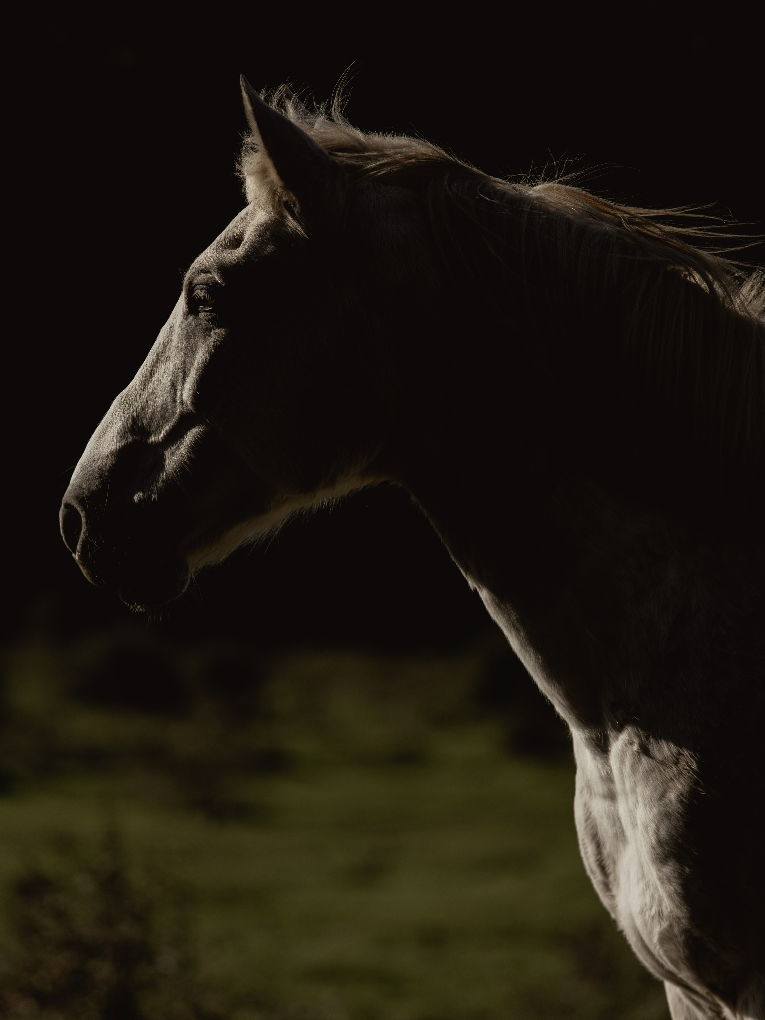 Съёмка лошадей/ цвет. Конный фотограф в Калининграде Елена Курбатова