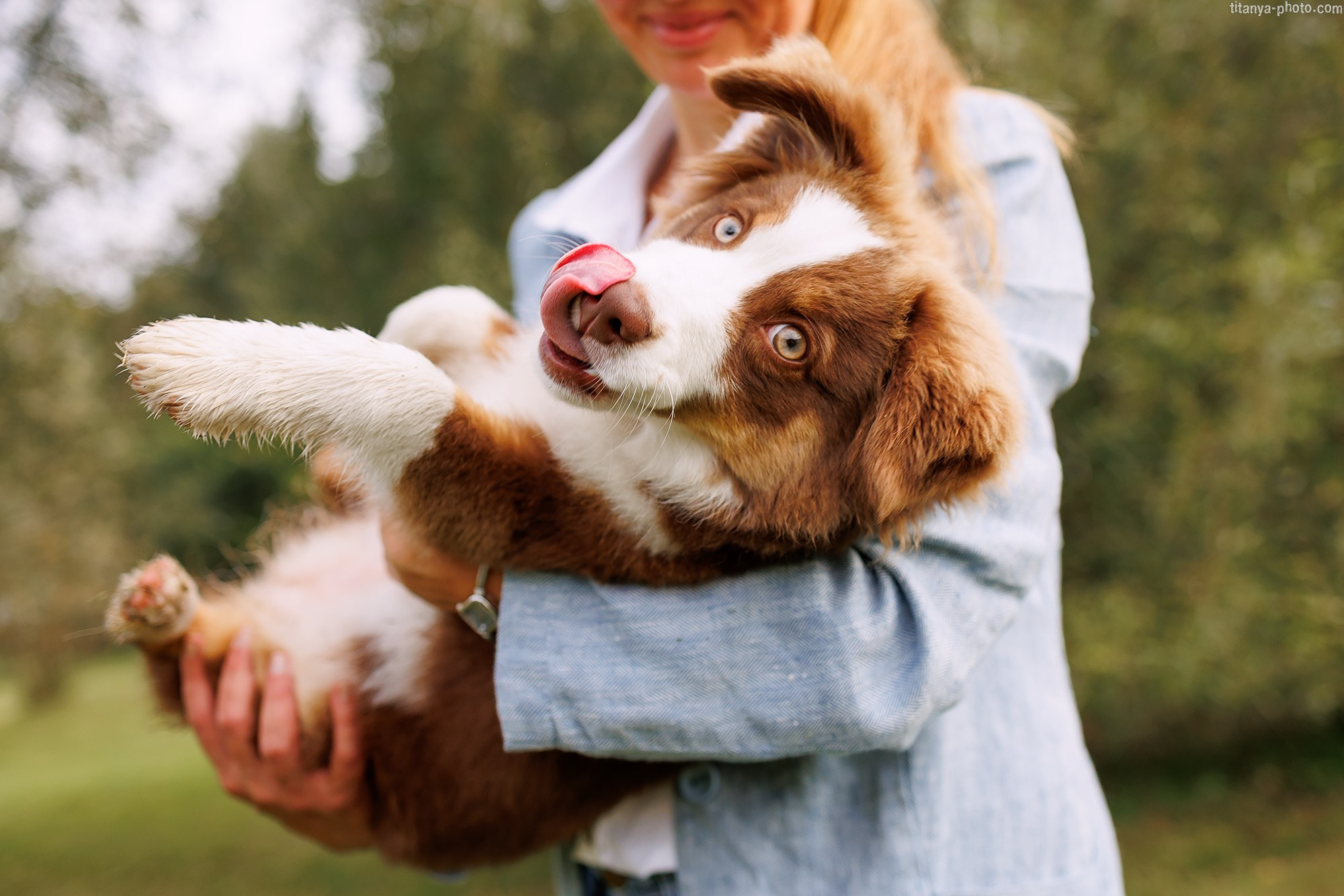 Наталья и мини аусси Ника. Фотограф собак, фотограф-анималист Аня Титова (Titanya). Москва