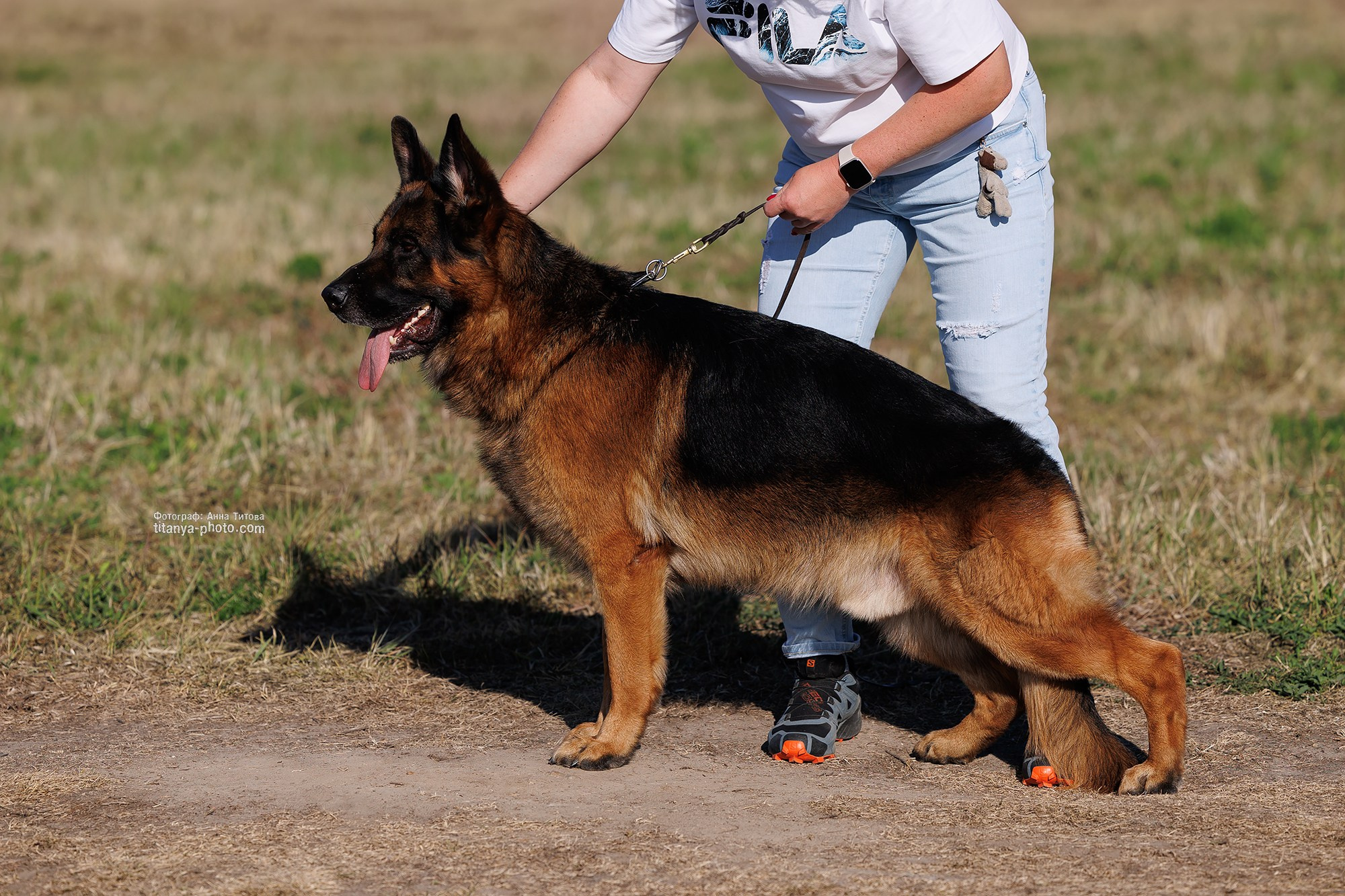 Фото немецких овчарок. Фотограф собак, фотограф-анималист Аня Титова (Titanya). Москва