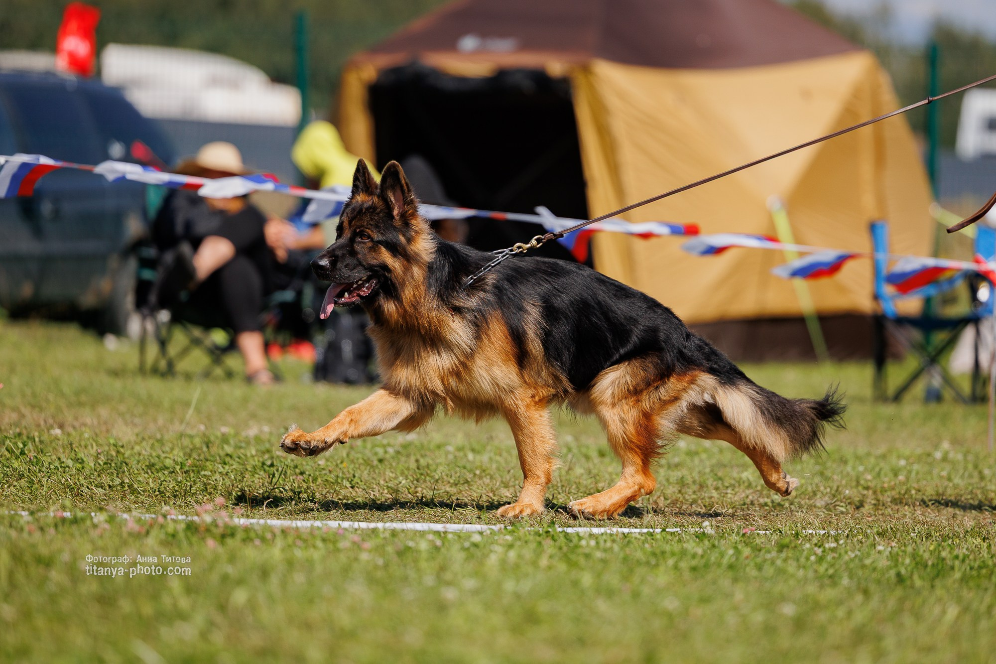 Немецкие овчарки: фото из рингов и вне ринга, мутпроба (фотографии с выставок). Фотограф собак, фотограф-анималист Аня Титова (Titanya). Москва