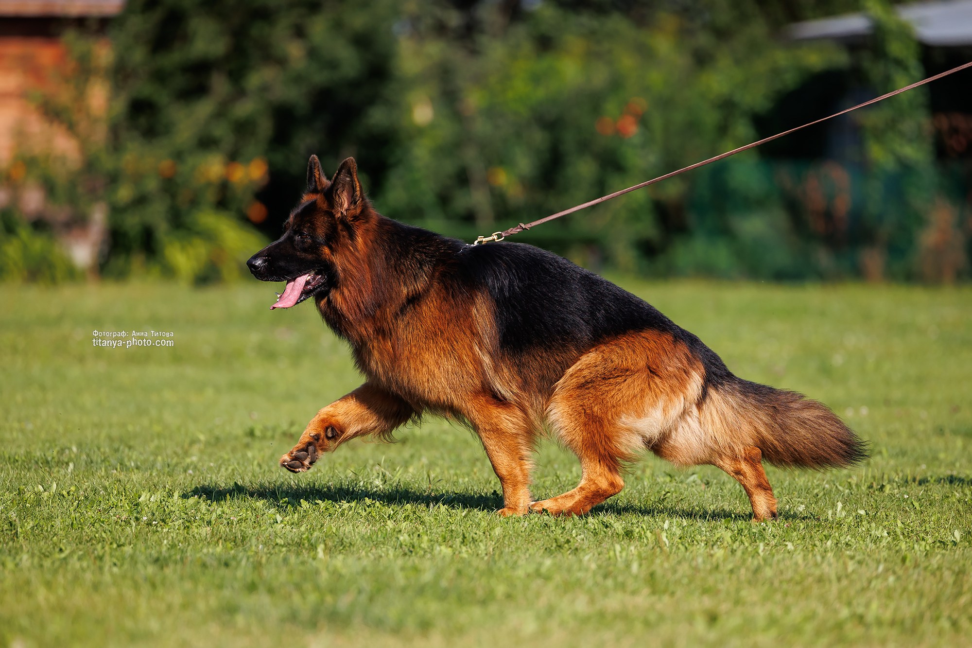 Экстерьерная фотосъёмка немецких овчарок. Фотограф собак, фотограф-анималист Аня Титова (Titanya). Москва