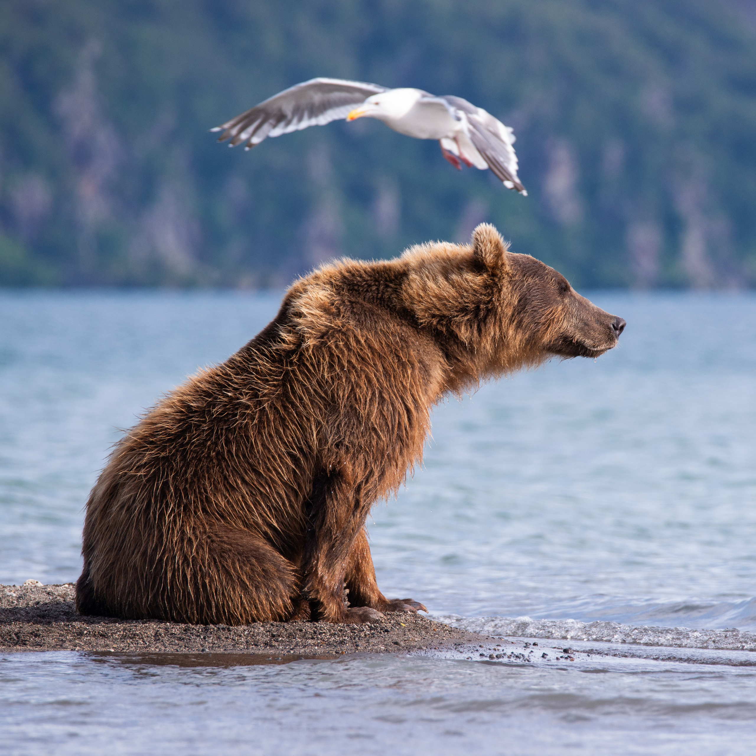 Камчатка — земля медведей. Игорь Иванко — Репортажный и событийный фотограф. Москва