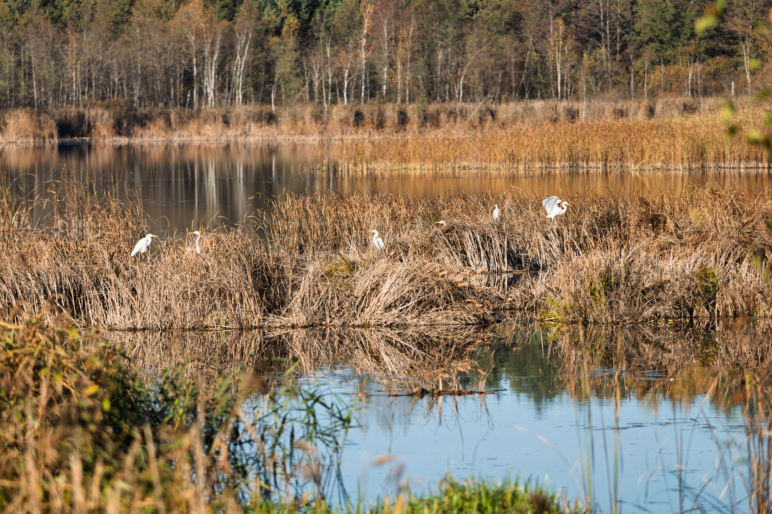 Голубые озера, Псковская область. Октябрь 2024. Фотограф Никифоров-Гордеев Сергей. Москва и МО