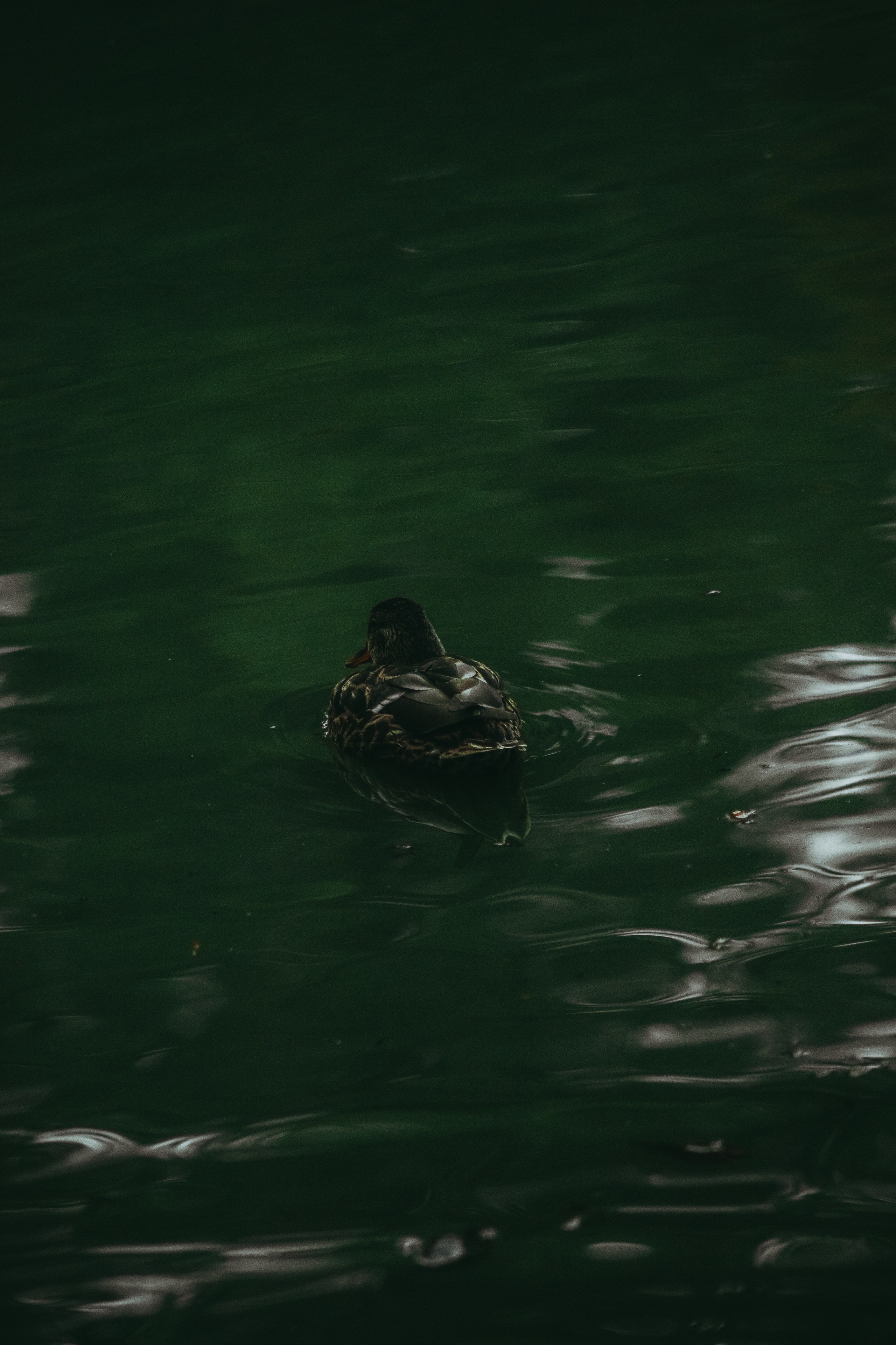 Т Е П Л Ы Й — З Е Л Е Н Ы Й. — Digital Noise —