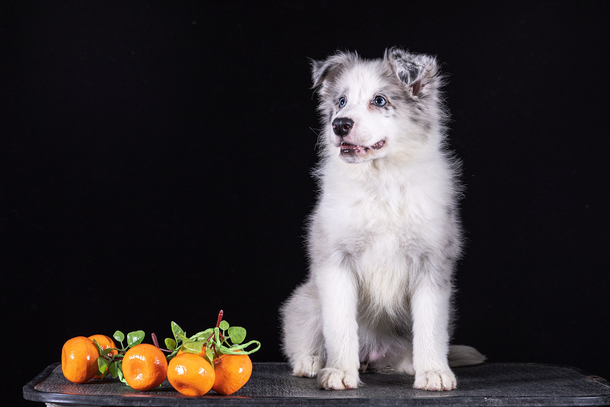 НА ЧЕРНОМ. Борис Артамонов фотограф — анималист. Москва
