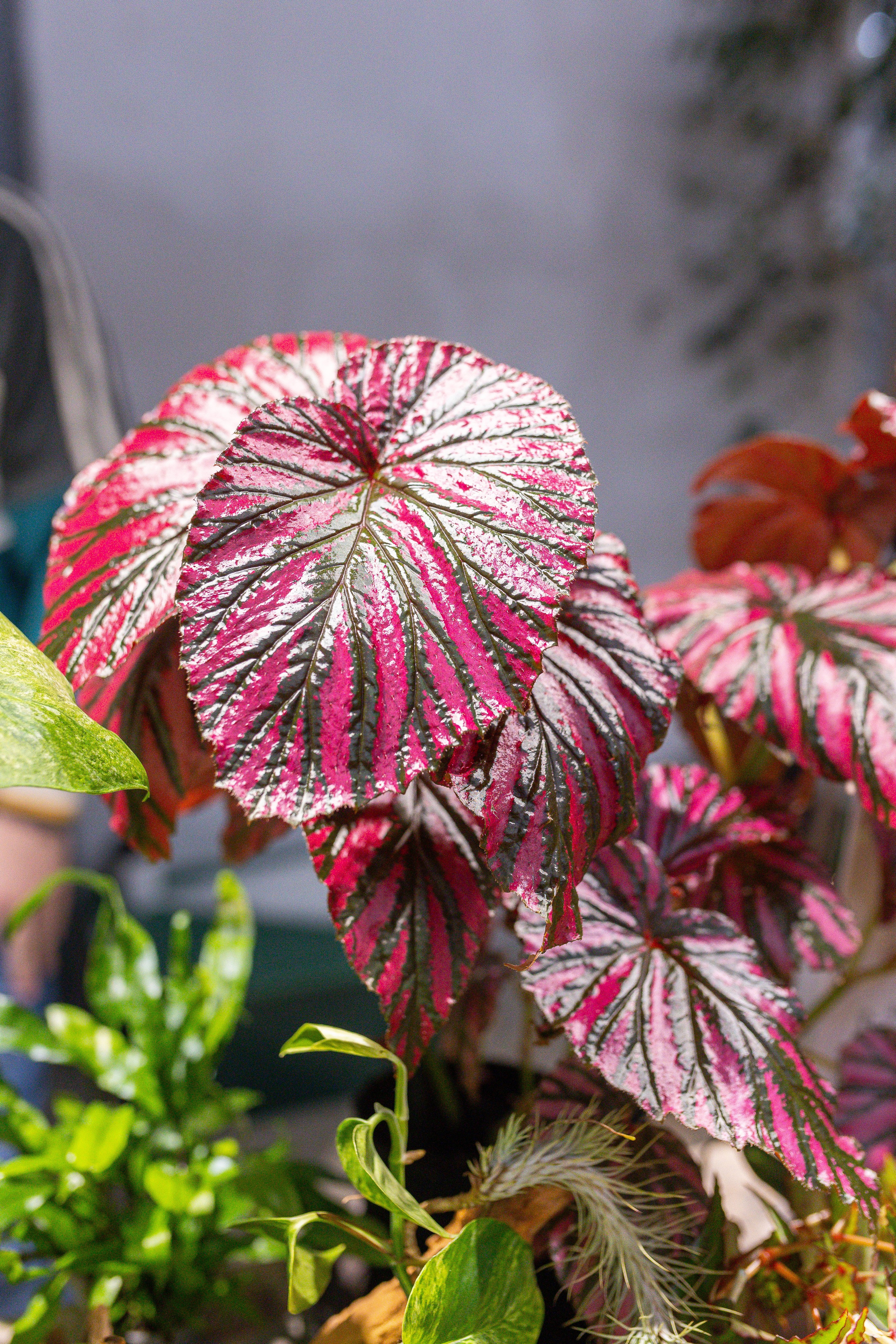 Ярмарка Green Rare 20.09.25. Александра Куликова фотограф, Москва