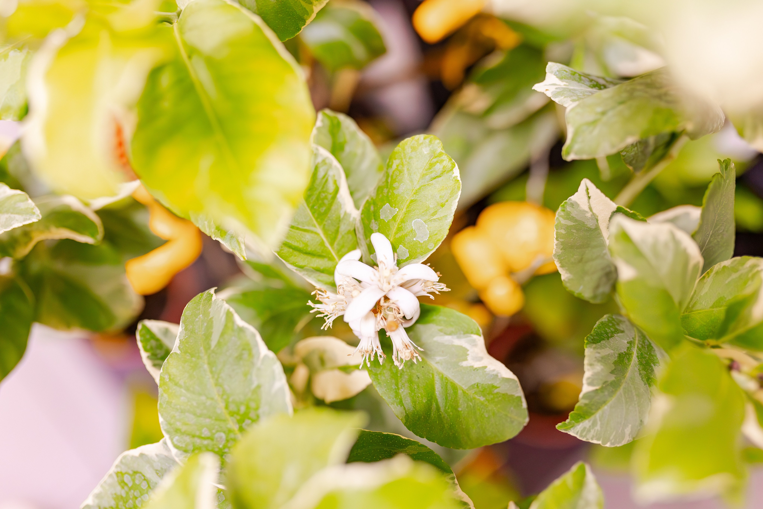 Орхидиум сентябрь 2025. Александра Куликова фотограф, Москва
