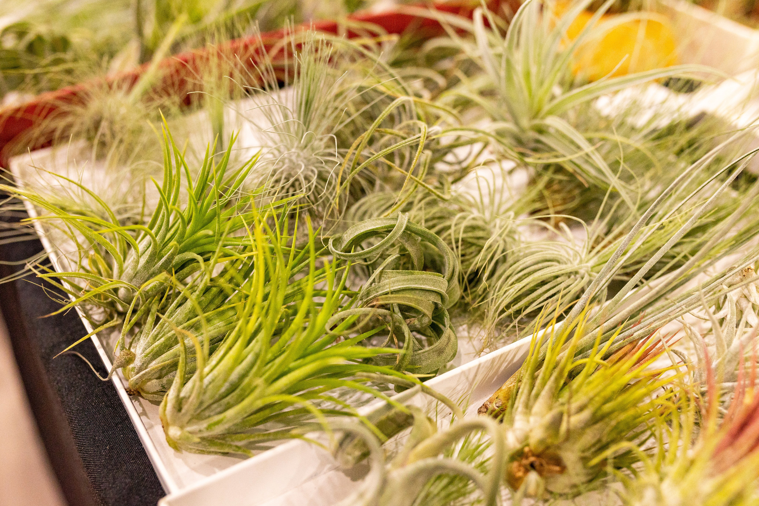 Green_Rare Ярмарка февраль 2025. Александра Куликова фотограф, Москва