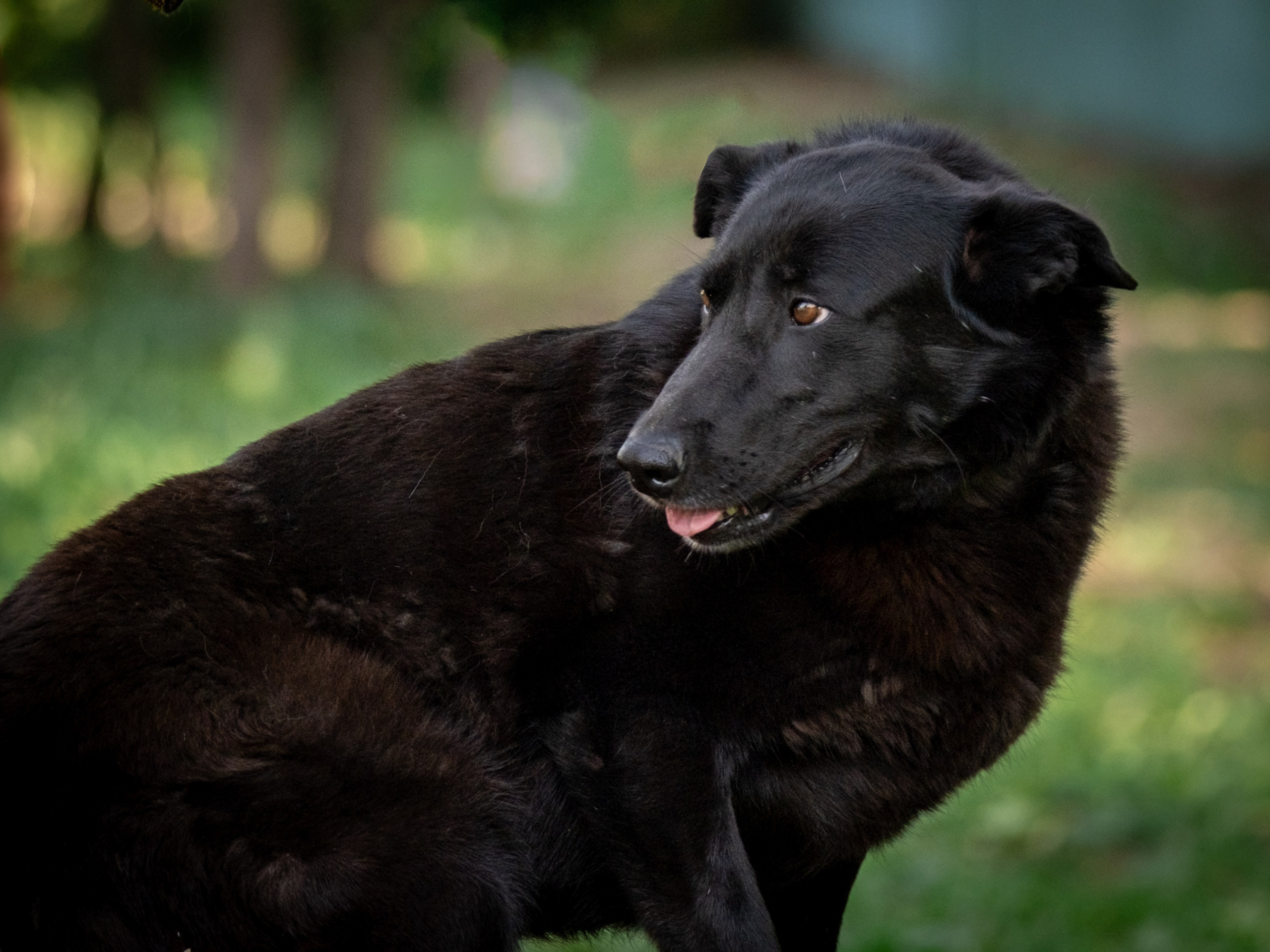 Приют Бирюлёво — для Надежды!. Зоофотограф, фотограф животных в Москве и области Дина Дамоцева