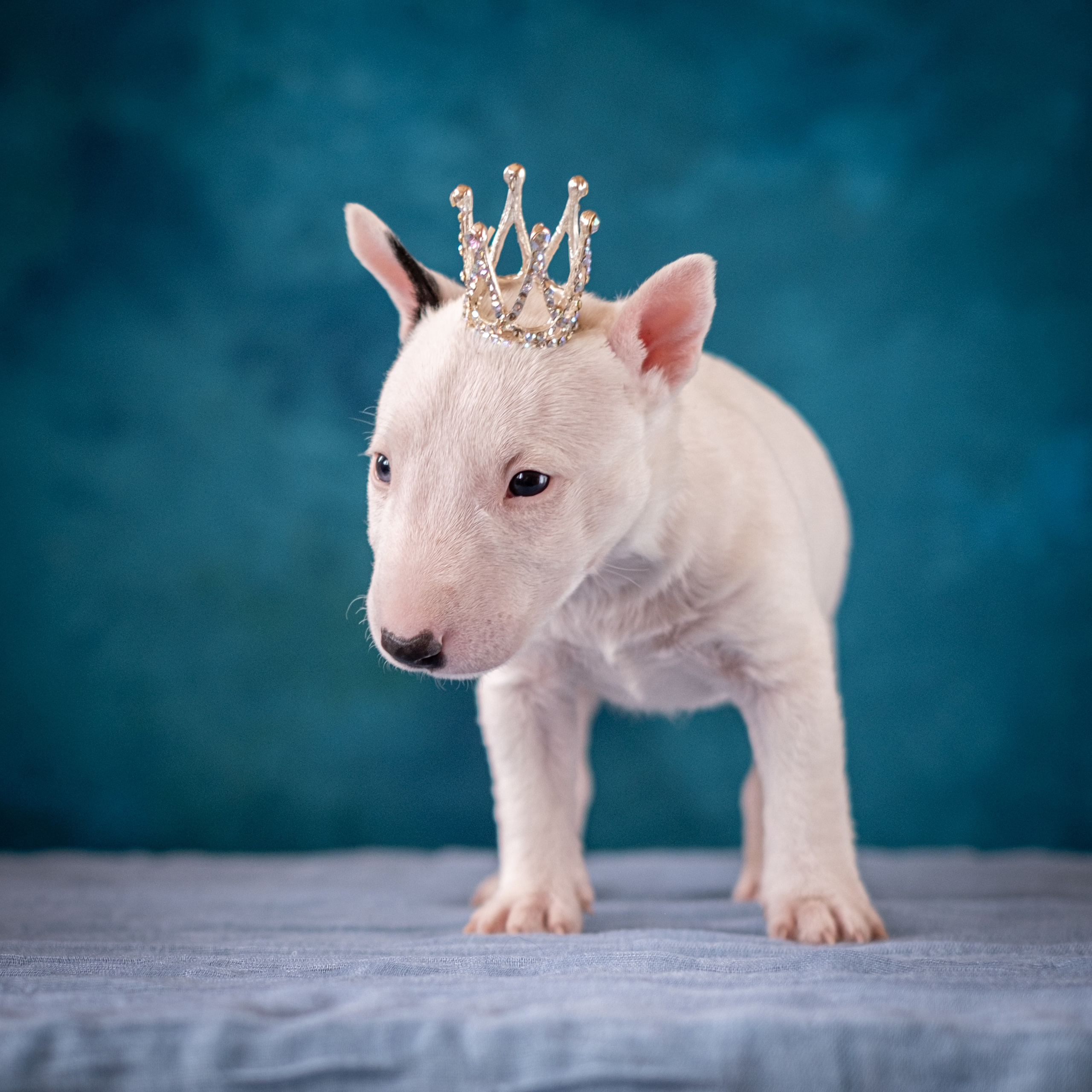 Сладкие булочки (МБТ — миниатюрный бультерьер) для Ильи). Зоофотограф, фотограф животных в Москве и области Дина Дамоцева